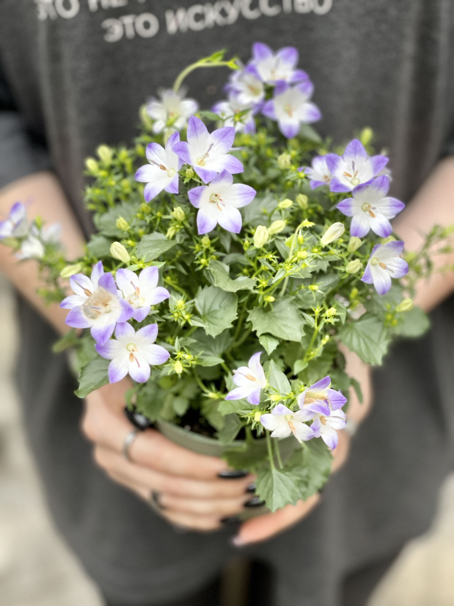 Кампанула Берлин Биколор (Campanula Iso Berlin Bicolor) D11см