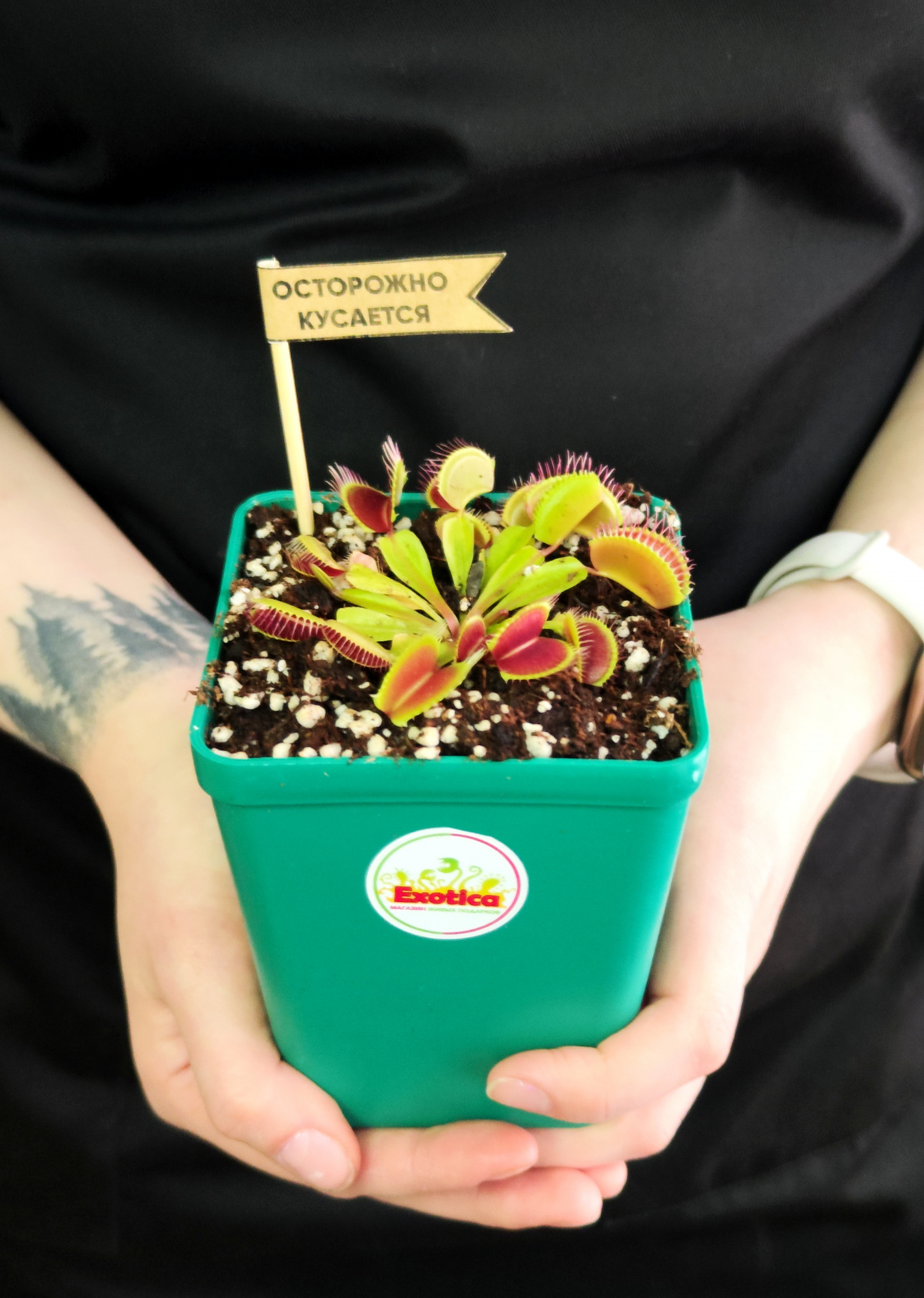 Венерина Мухоловка (Dionaea Muscipula) Пересаженная D10см