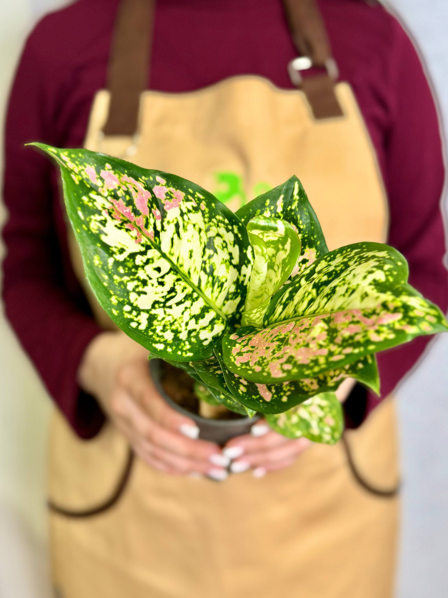 Аглаонема Анимани Триколор (Aglaonema Anyamanee Tricolor) D10см