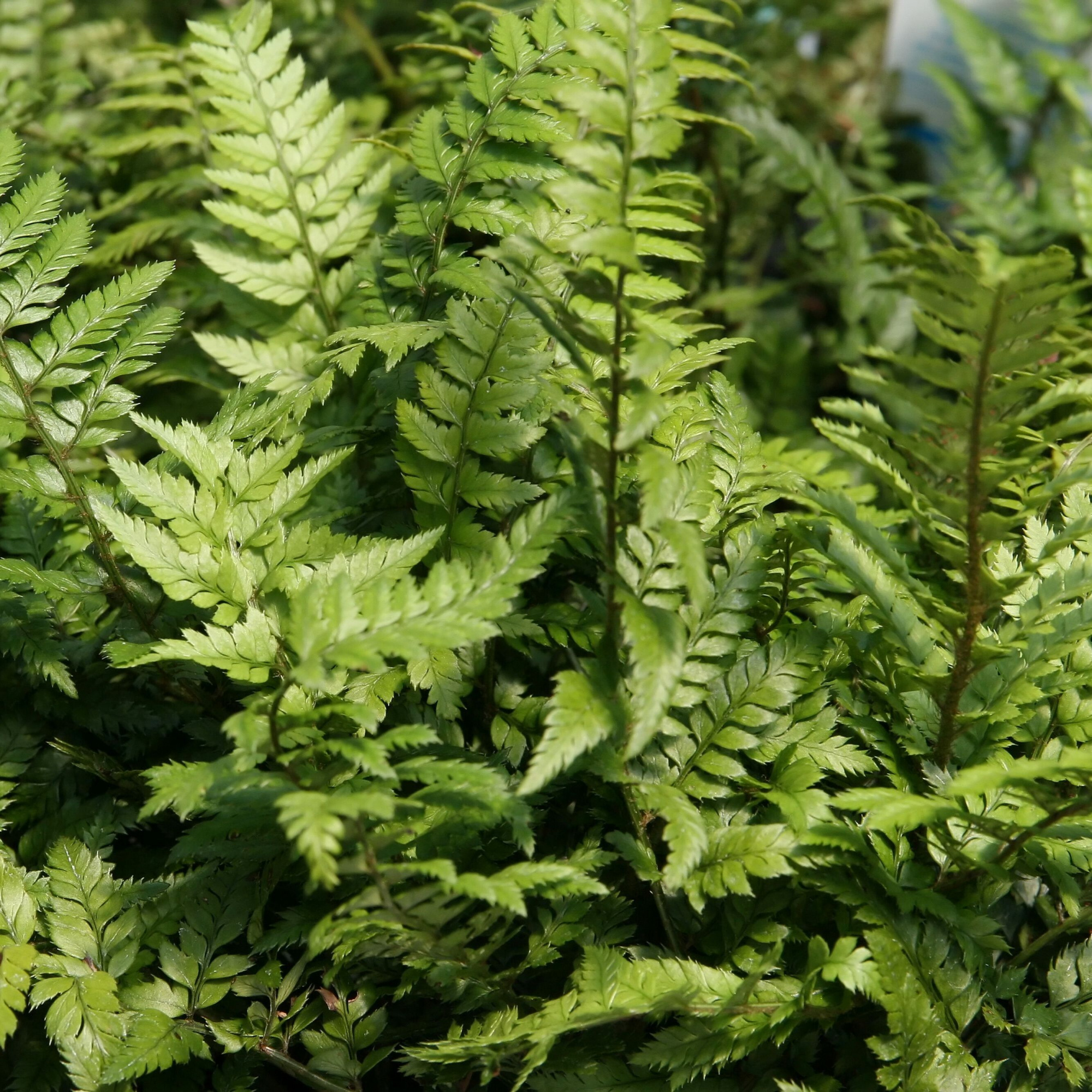 Полистихум Цусимский, или Корейский Скальный Папоротник (Polystichum Tsus-Simense) D6см