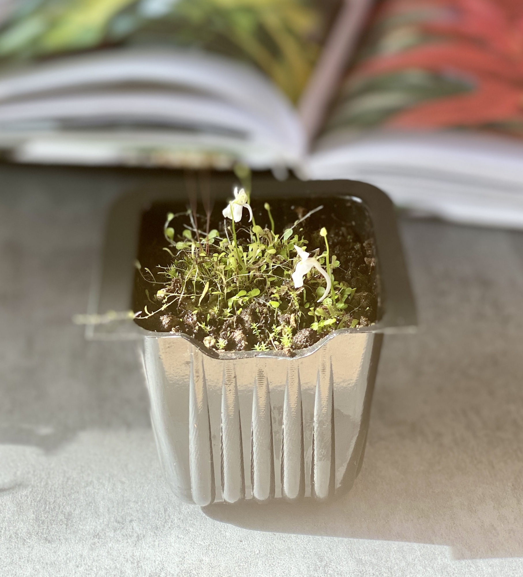 Пузырчатка Сандерсона (Utricularia sandersonii)