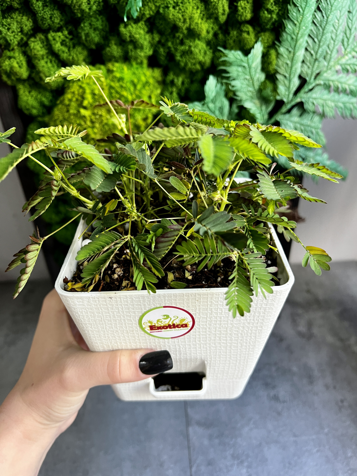 Стыдливая мимоза (Mimosa Pudica) пересаженная D12см