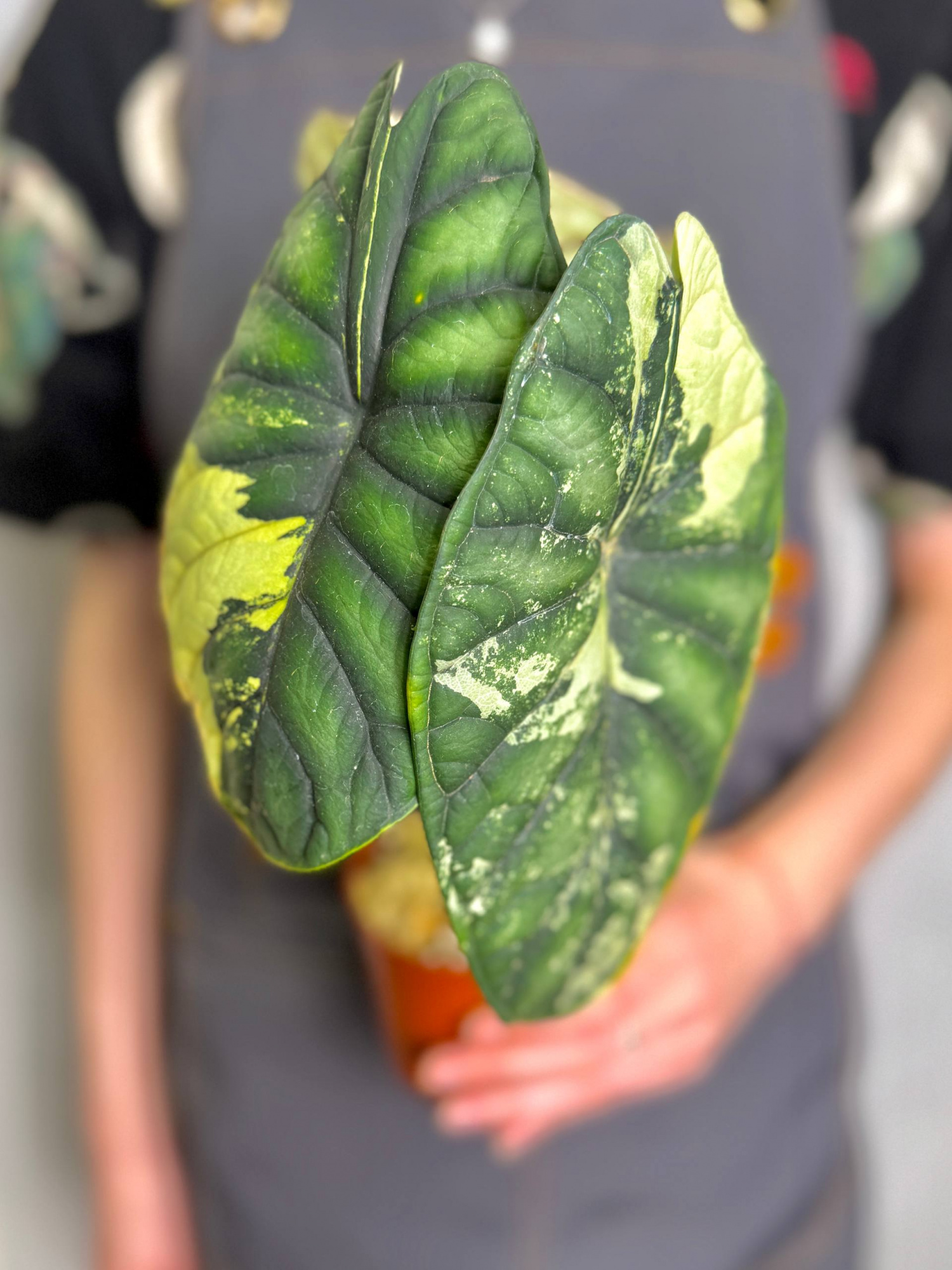 Алоказия Драгон Скейл Вариегатная (Alocasia Dragon Scale Variegata) D9см