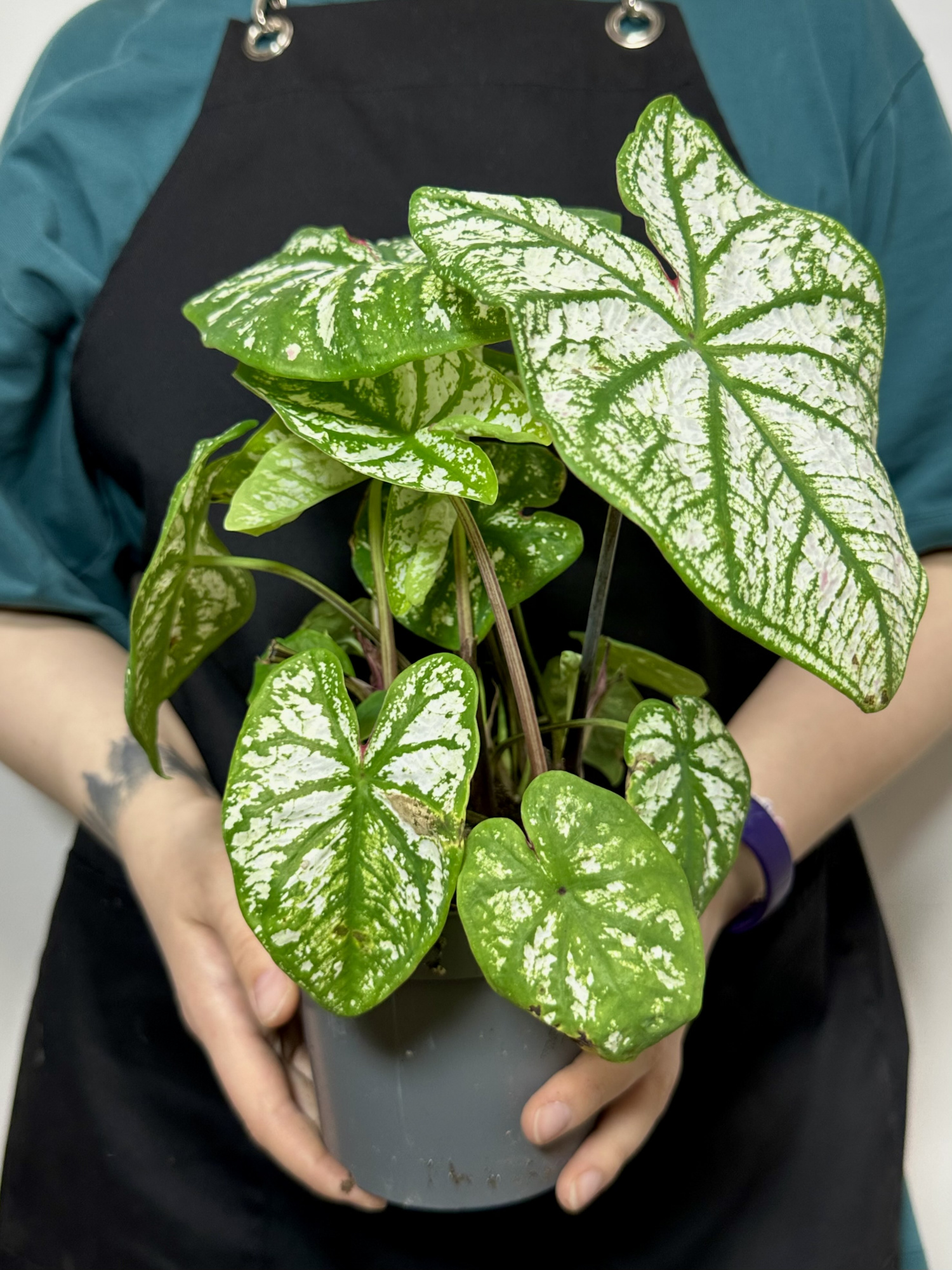 Каладиум Вайт Кристмас, или Белое Рождество (Caladium White Christmas) D12см