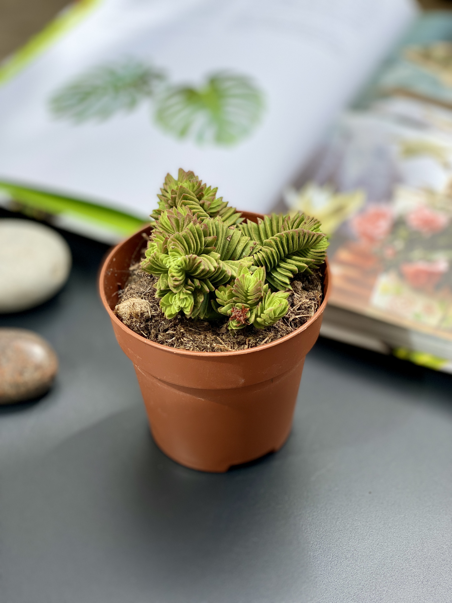 Крассула Эстагнол (Crassula Estagnol) D8см