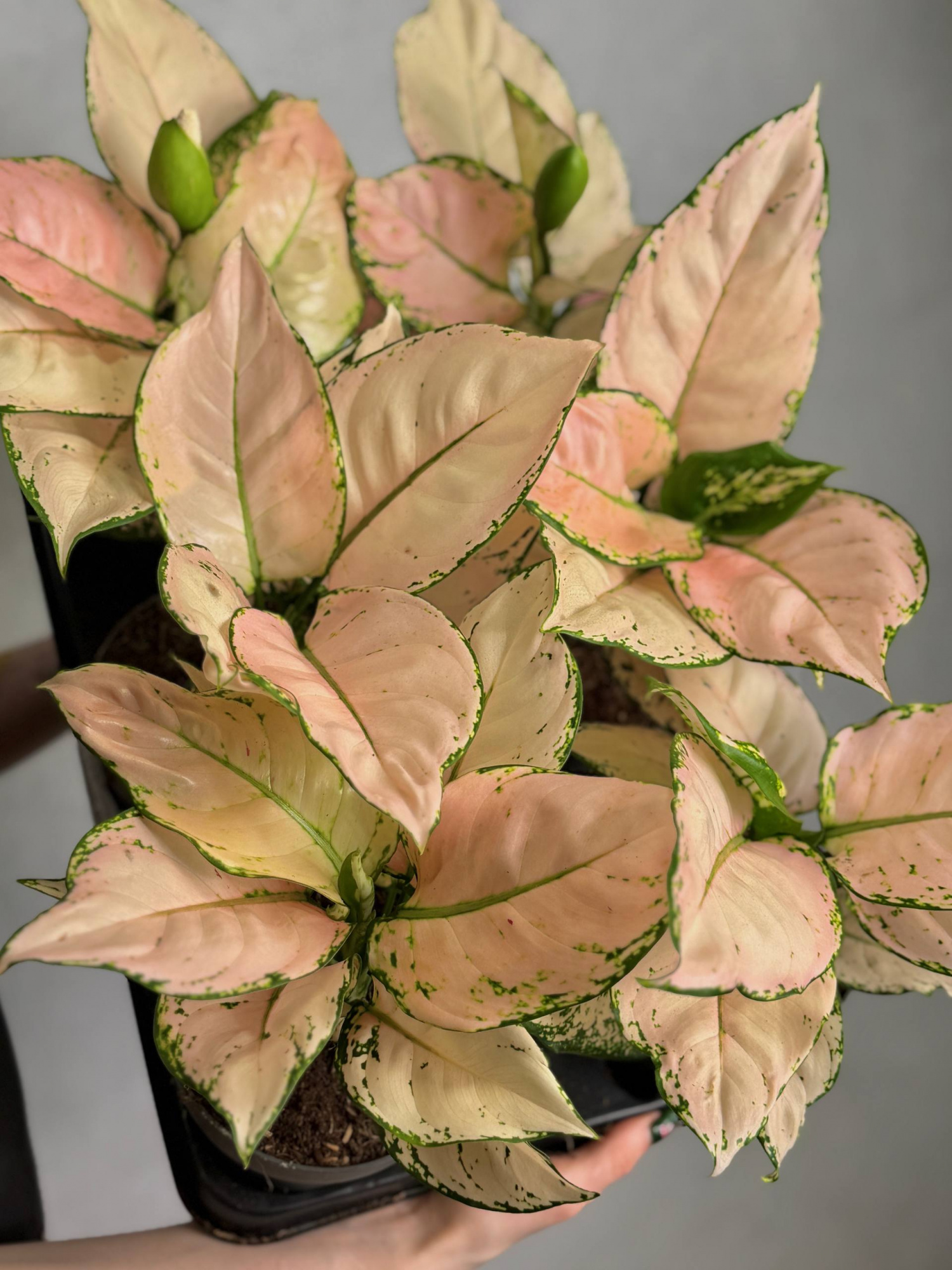 Аглаонема Рози Джой (Aglaonema Rosy Joy) D12см