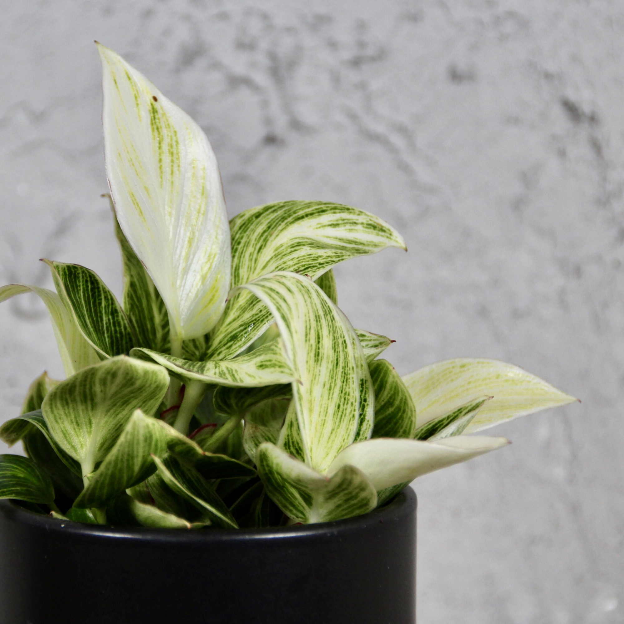 Филодендрон Перидот, или Биркин Вариегатный (Philodendron Peridot) D6см
