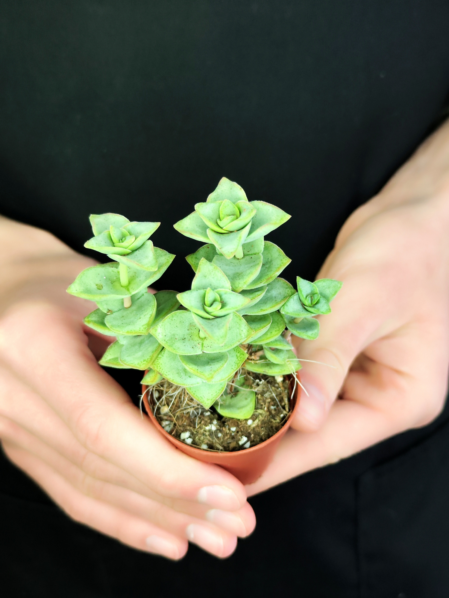 Крассула Перфората Мэджик (Crassula Perforata Magic) D5см