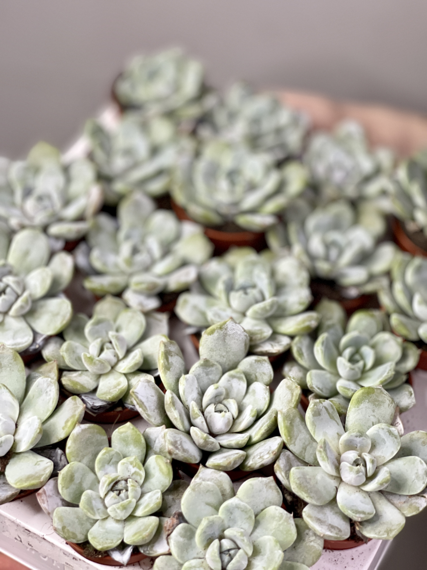 Эхеверия Сноу Банни (Echeveria Snow Bunny) D5см