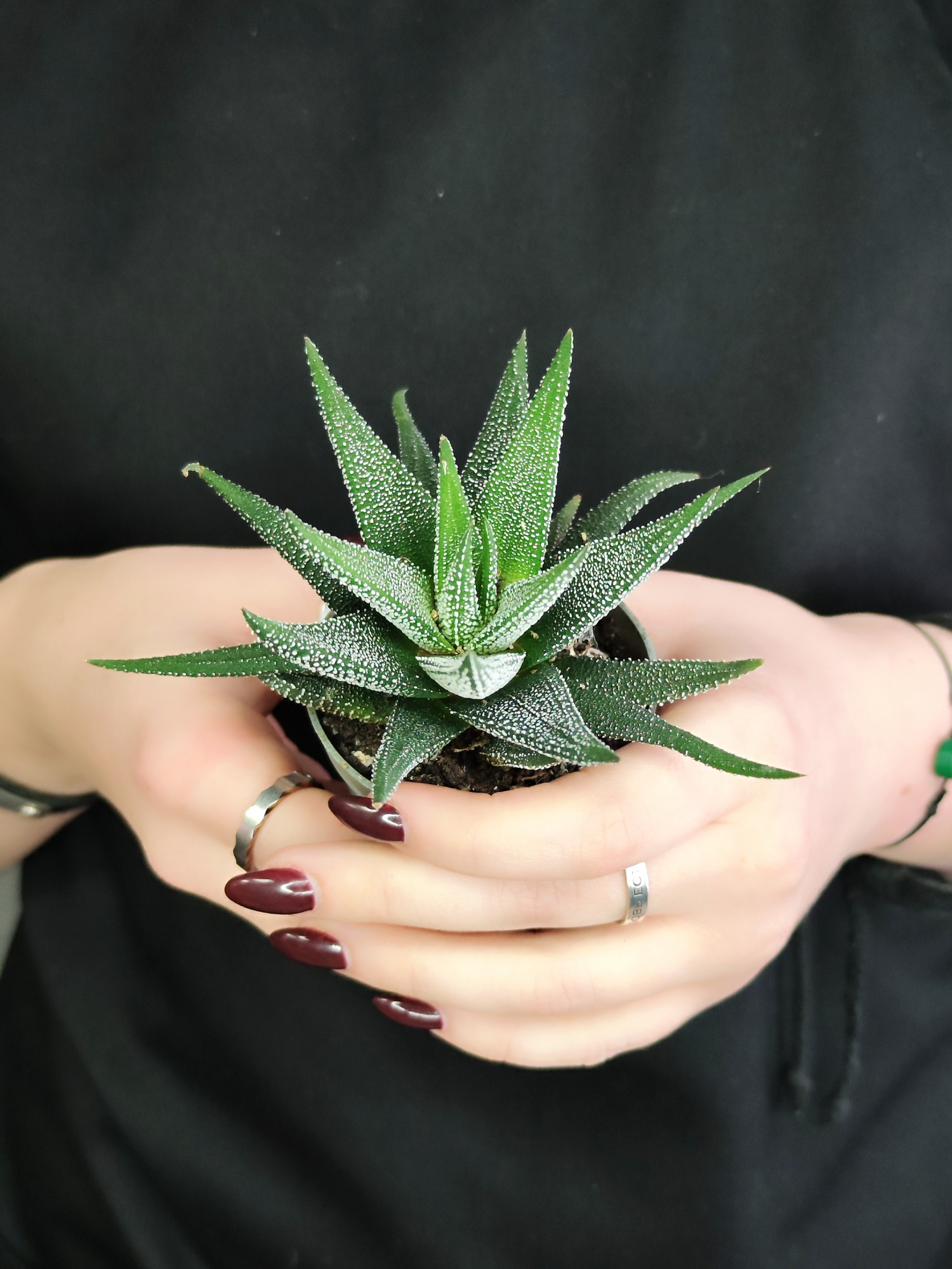 Хавортия Оттянутая, или Аттенуата (Haworthia Attenuata) D5см