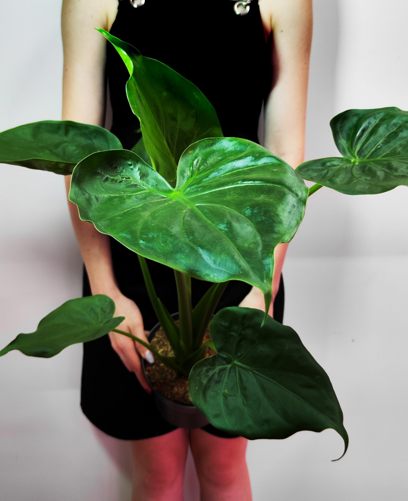Алоказия Кукулата (Alocasia Cucullata) D12см