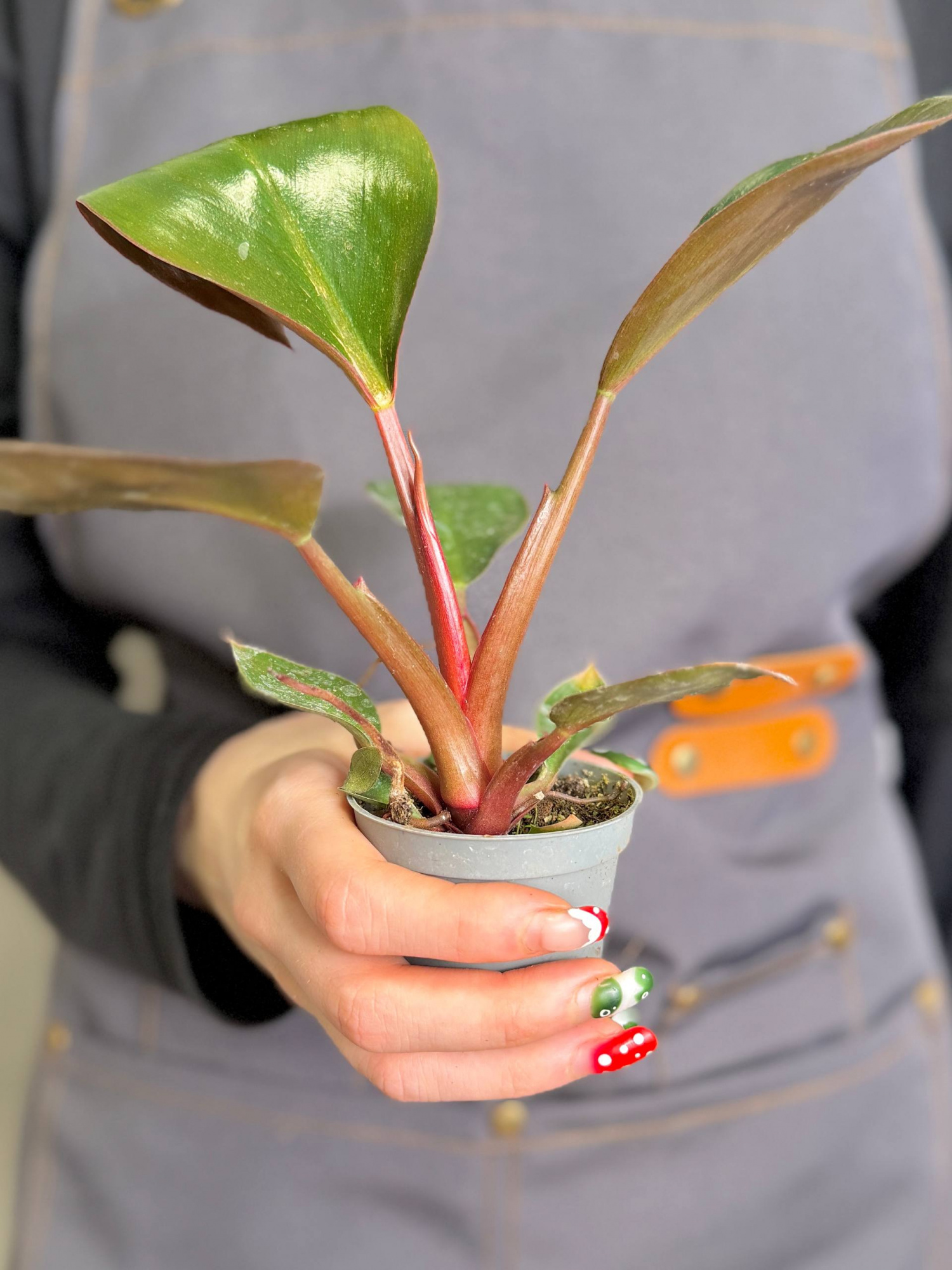 Филодендрон Роджо Конго (Philodendron Rojo Congo) D6см