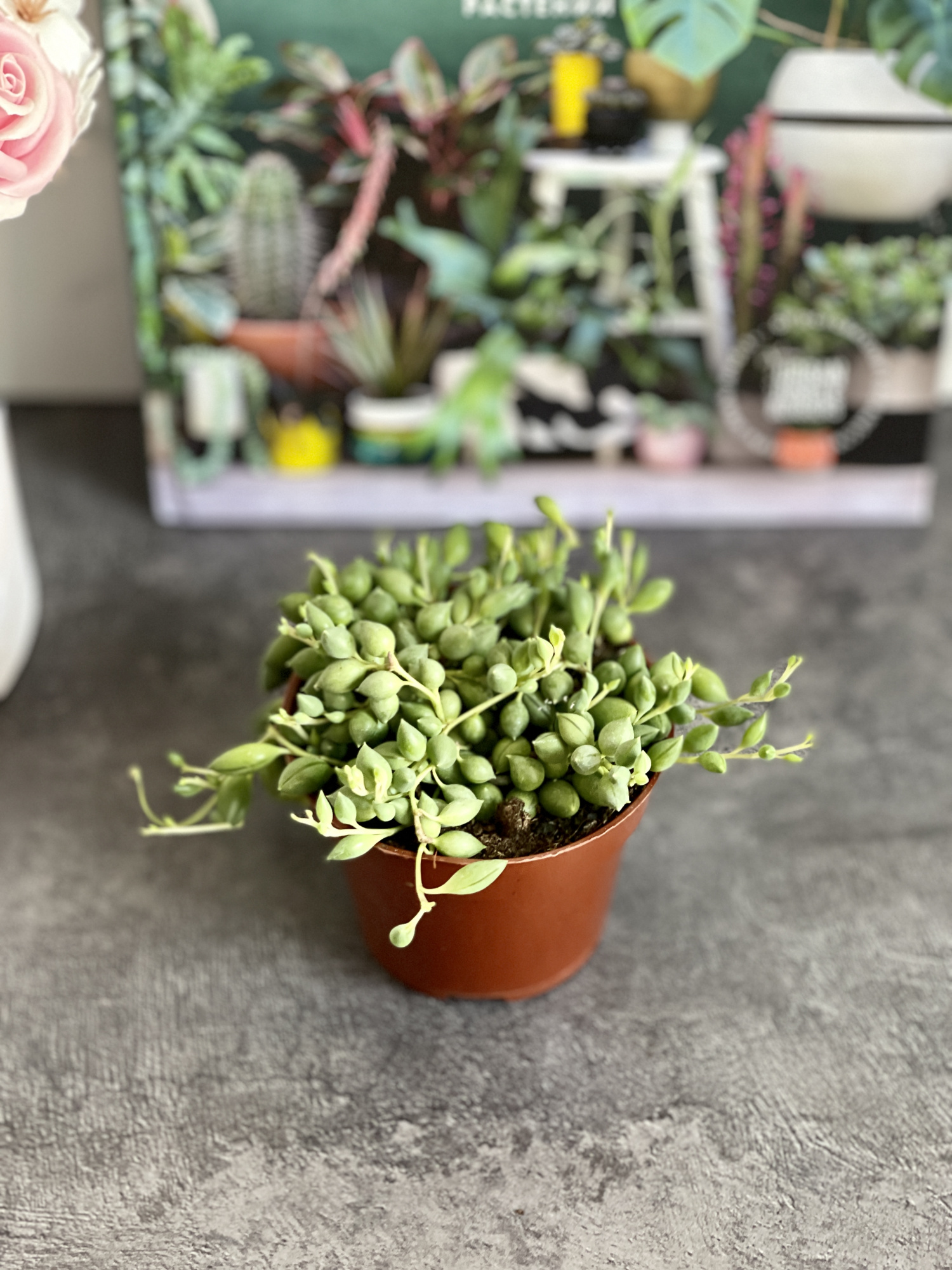 Крестовник Геррейна (Senecio Herreianus) D8,5см