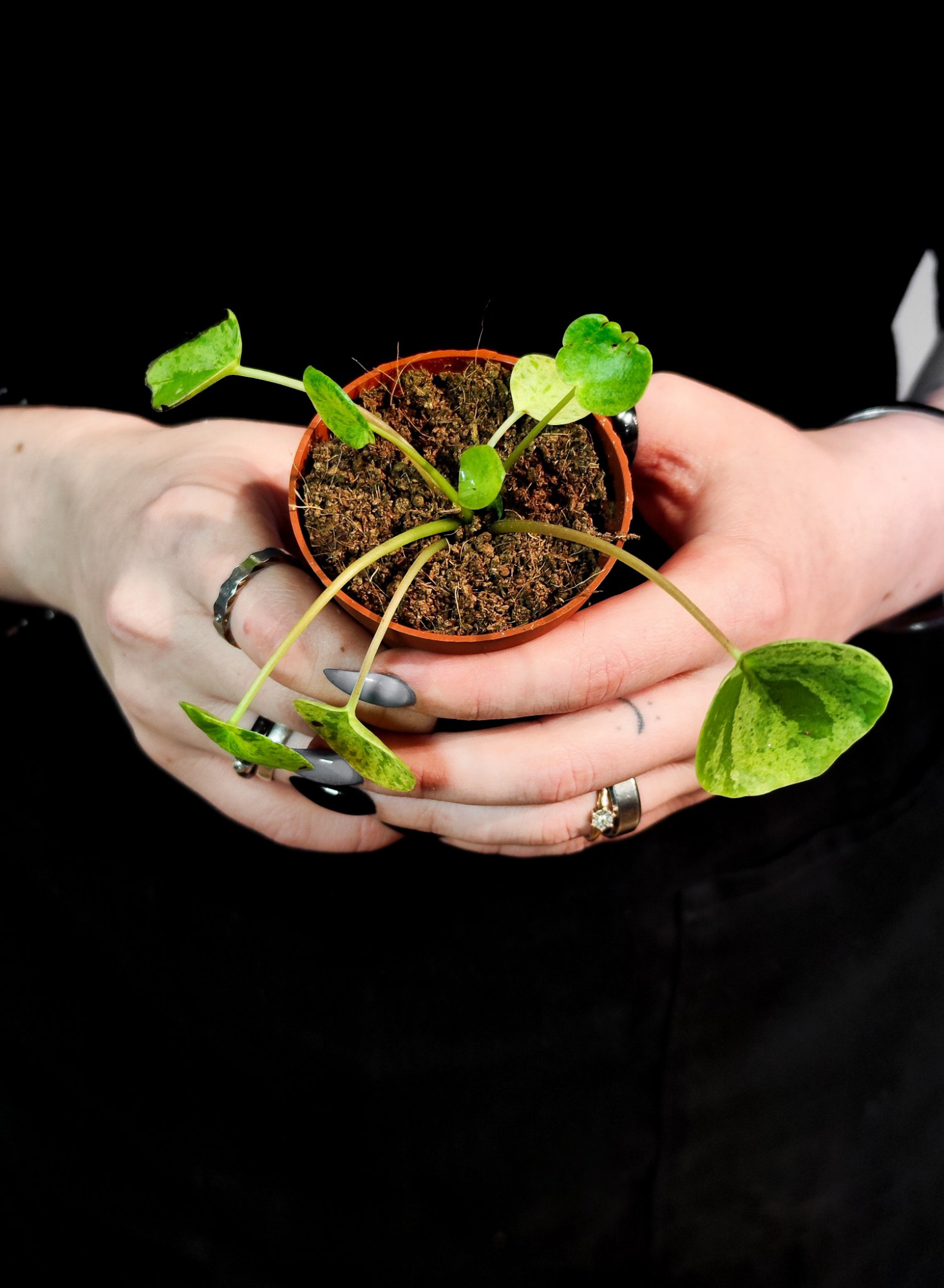 Пилея Пеперомиевидная Мохито (Pilea peperomioides Mojito) D5см
