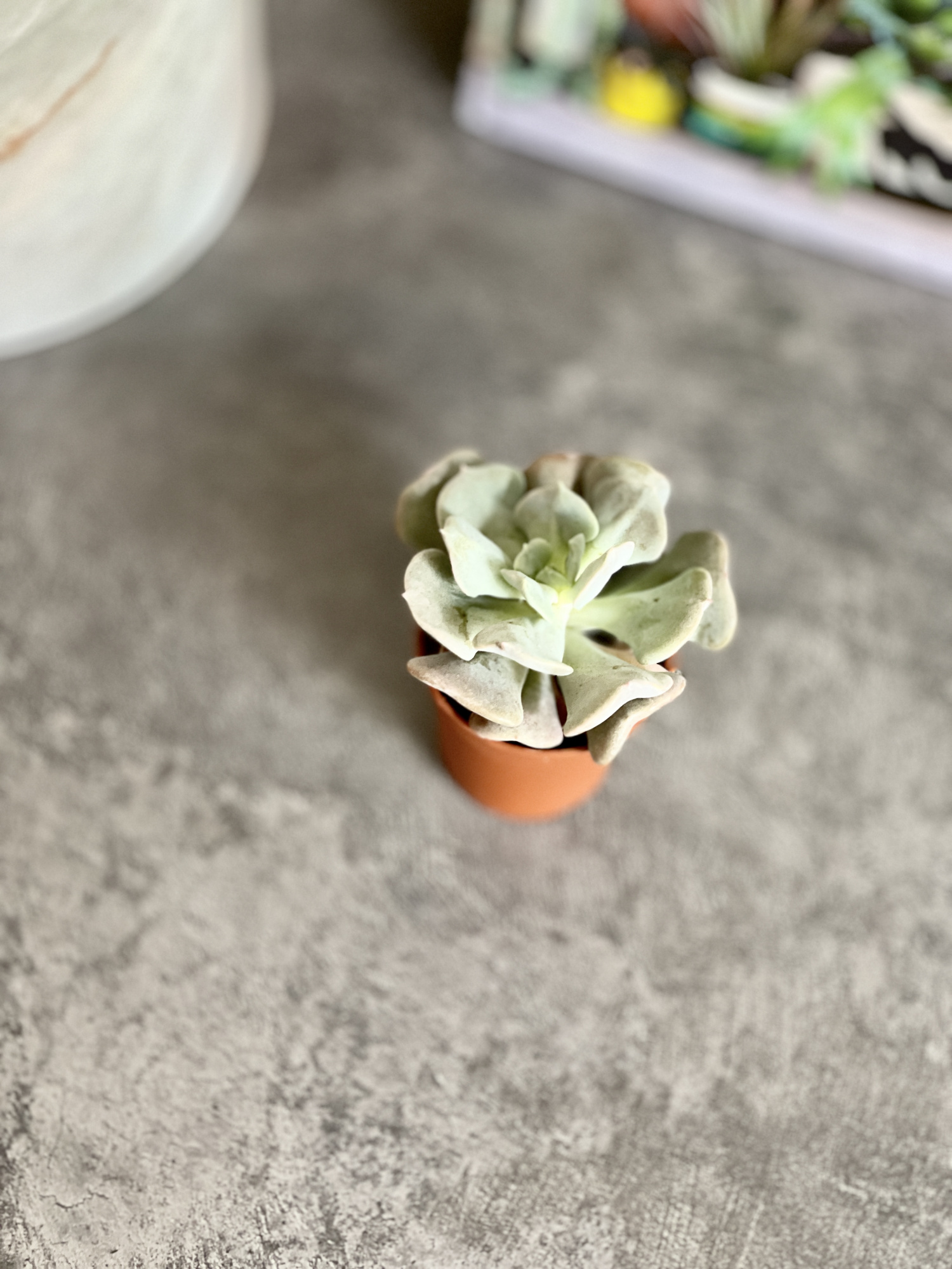Эхеверия Топси Турви (Echeveria Topsy Turvy) D5см