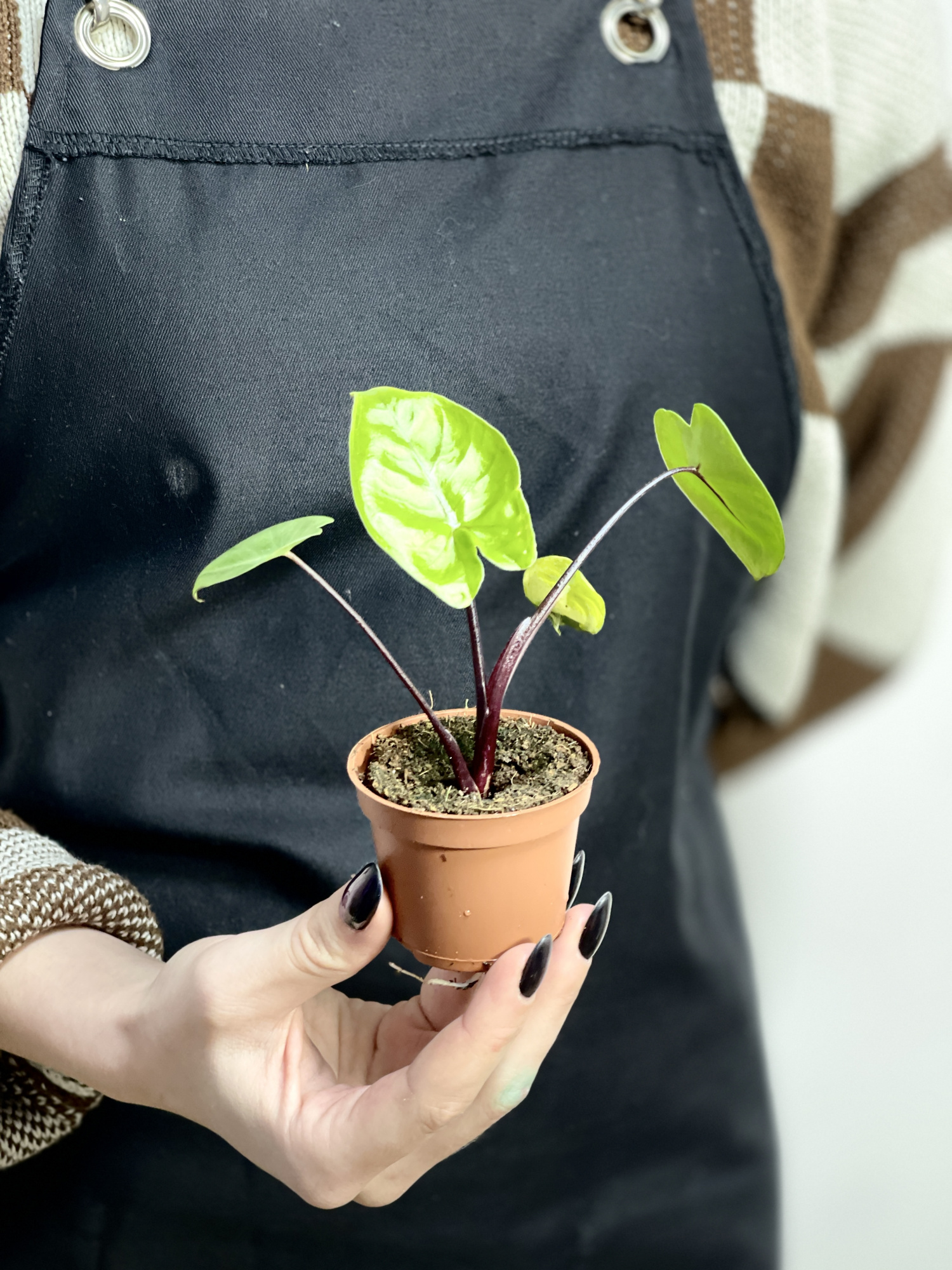Алоказия Блэк Стэм (Alocasia Black Stem) D6см