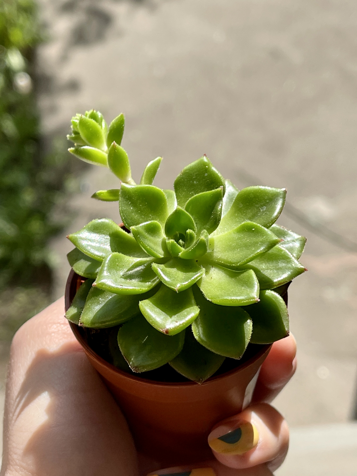 Эхеверия Аффинис Грин (Echeveria Affinis Green) D5см