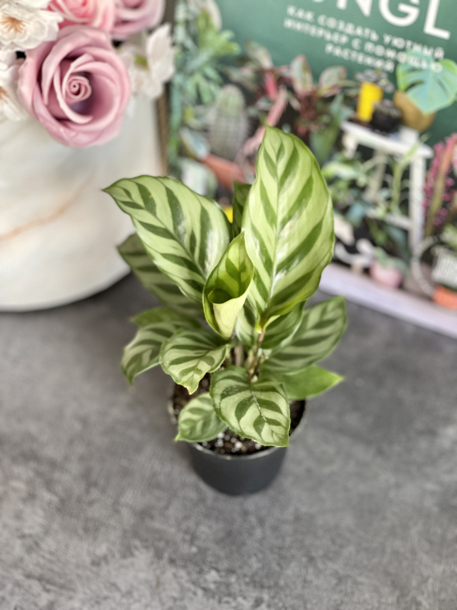 Калатея Фредди (Calathea Freddie) D6см