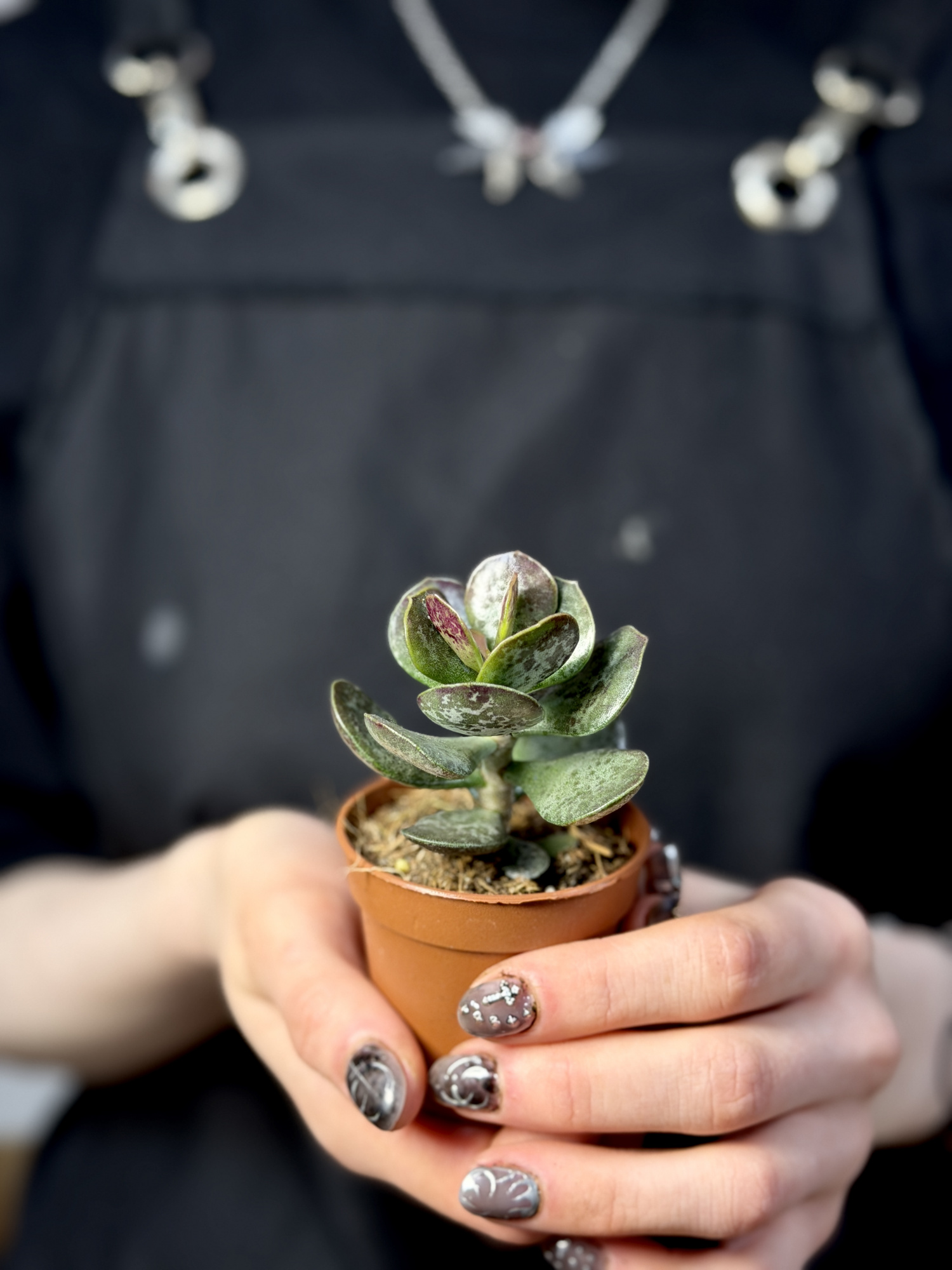 Адромискус Макулатус Гибрид Крапчатый (Adromischus Maculatus Hybrid) D5см