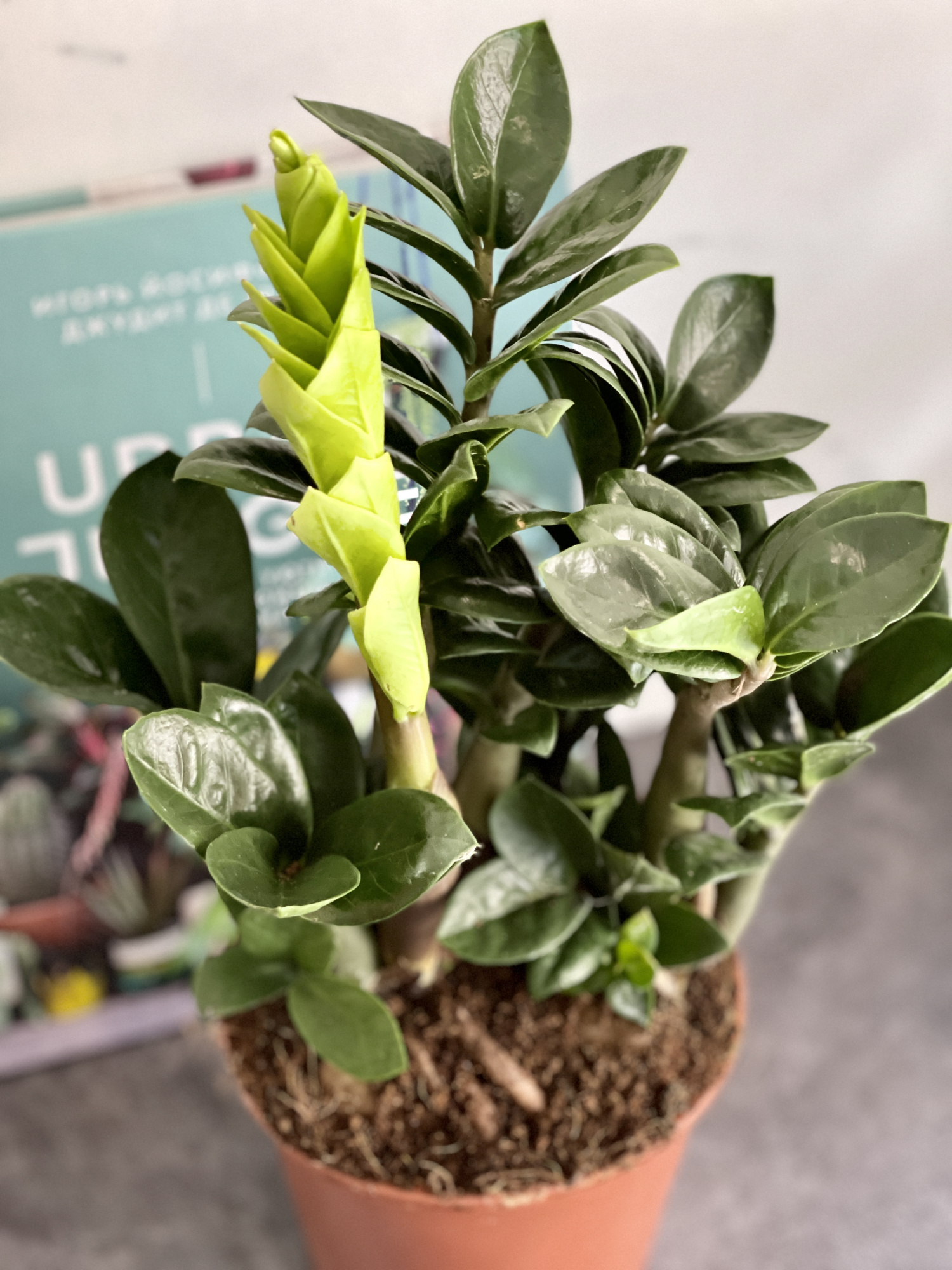 Замиокулькас Зензи (Zamioculcas Zenzi) D14см