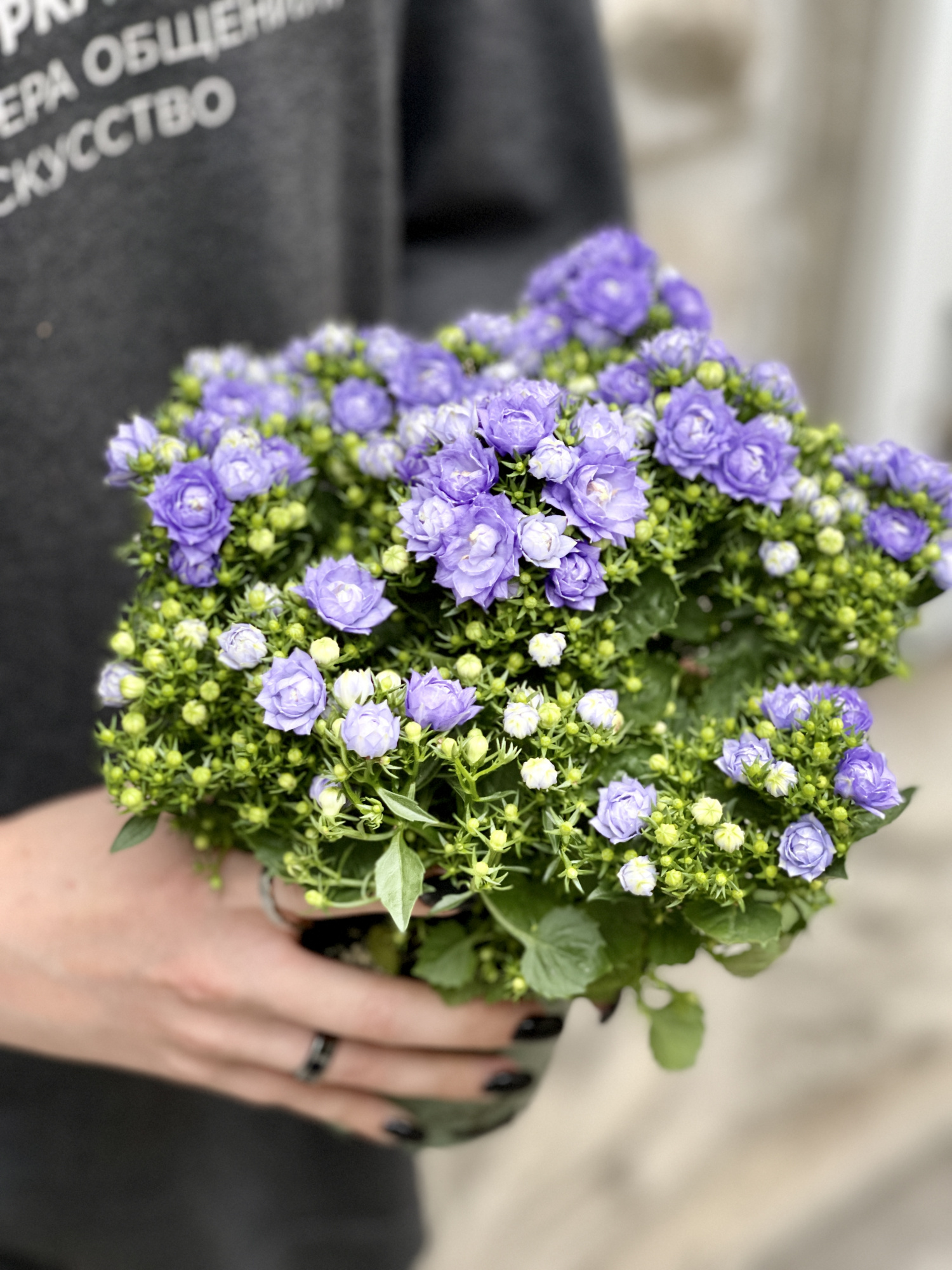 Кампанула Лайк Ми Блю (Campanula Like Mee Blue) D10см