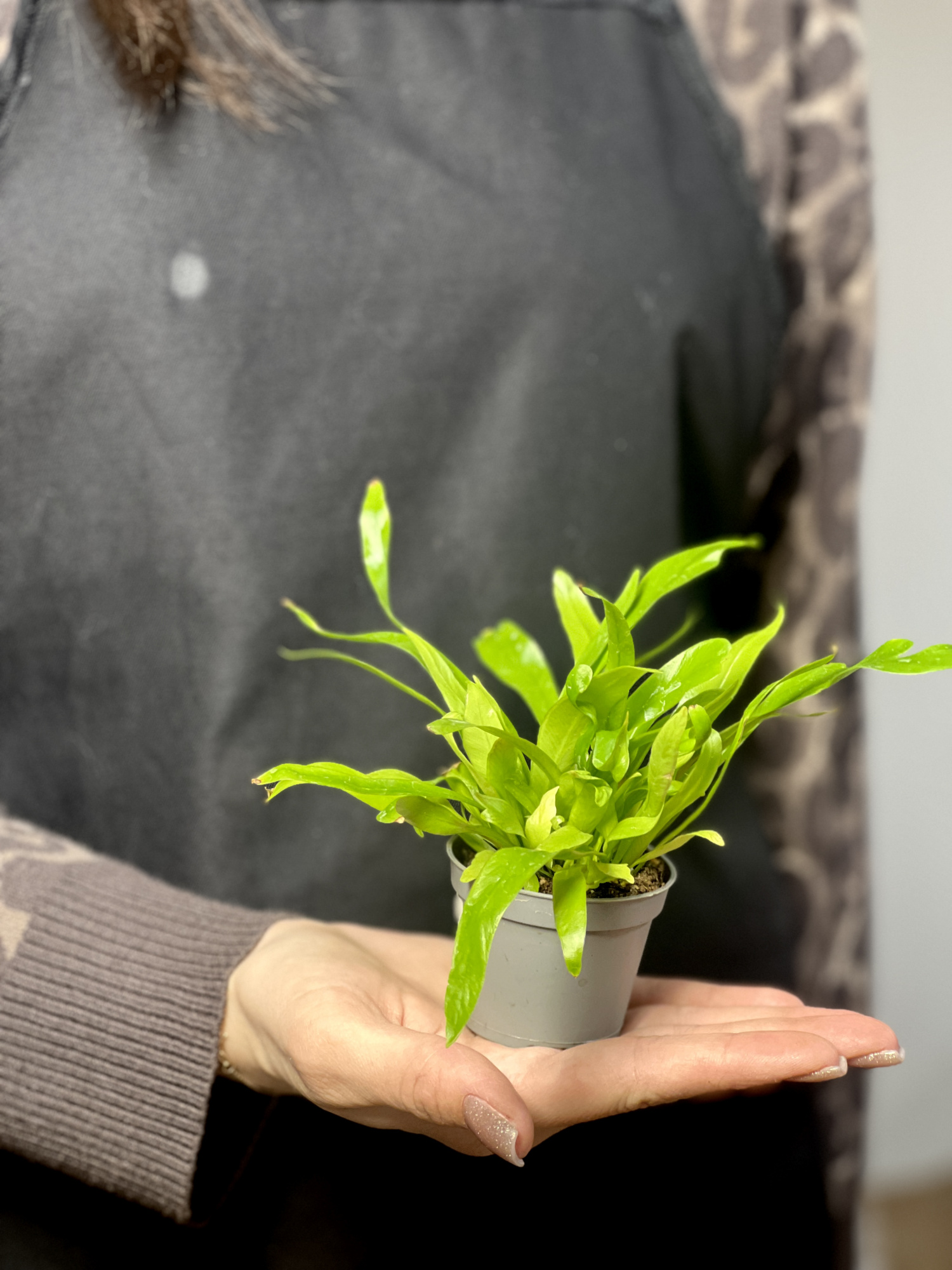 Асплениум Антикум (Asplenium Antiquum) D6см