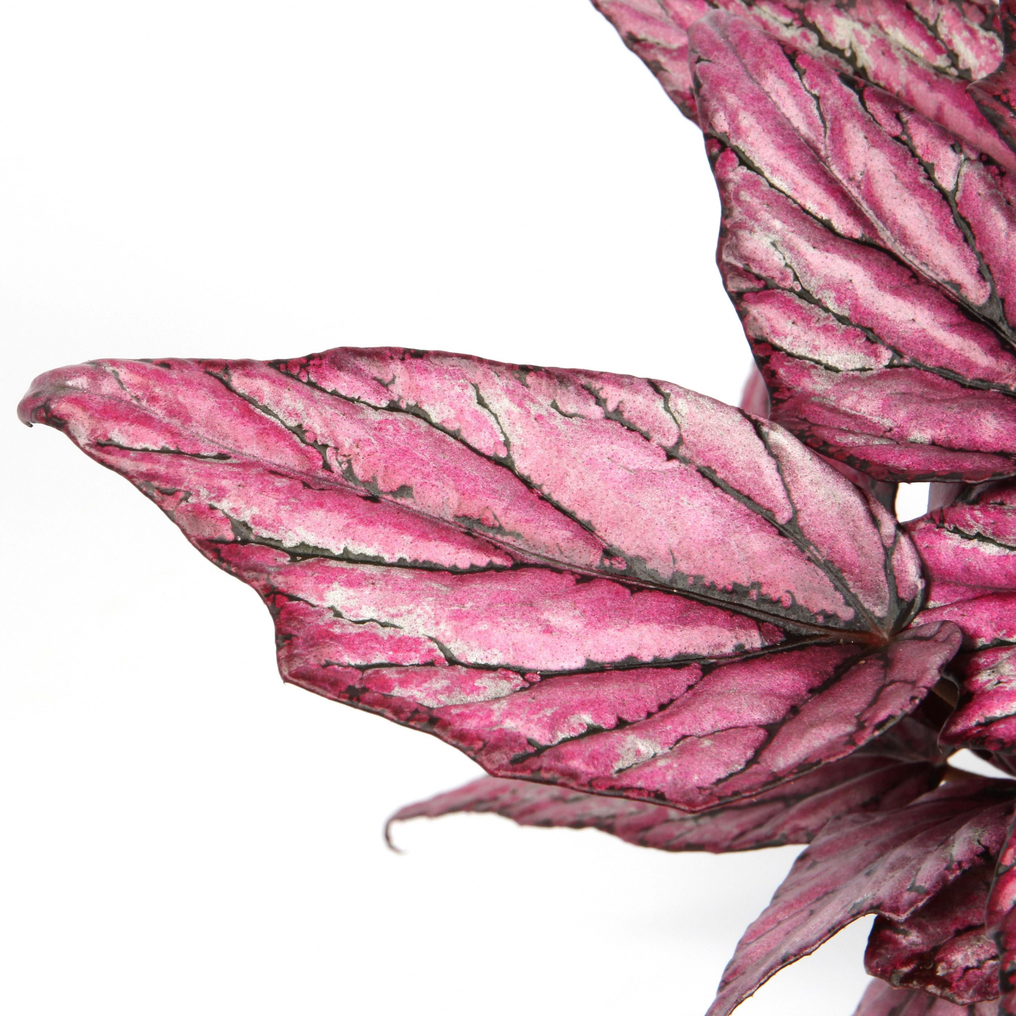 Бегония Рекс Мэджик Колор Хью Маклахлан (Begonia Rex Hugh Mclauchlan) D6см