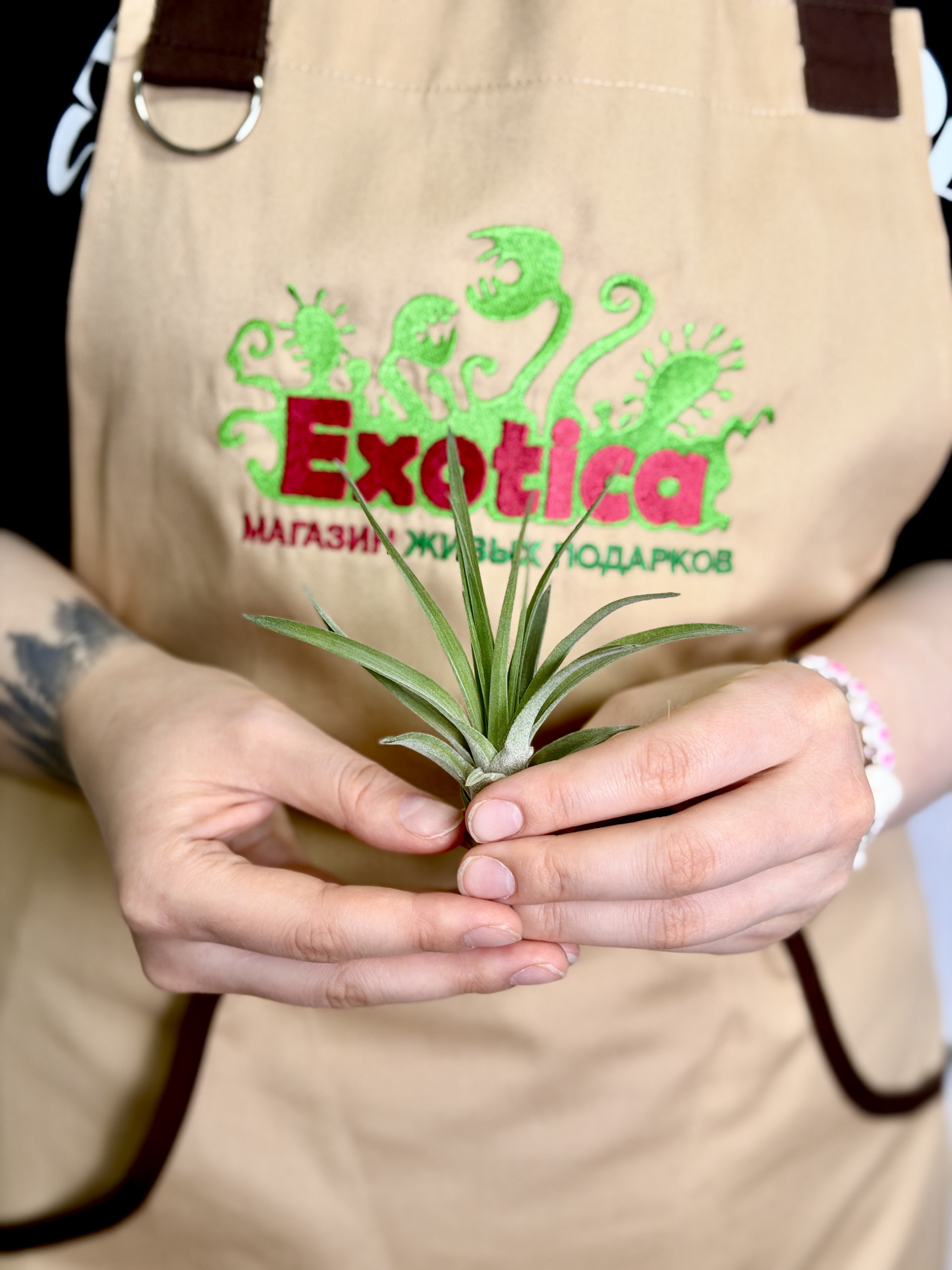 Тилландсия Велютина Мини (Tillandsia Velutina Mini)