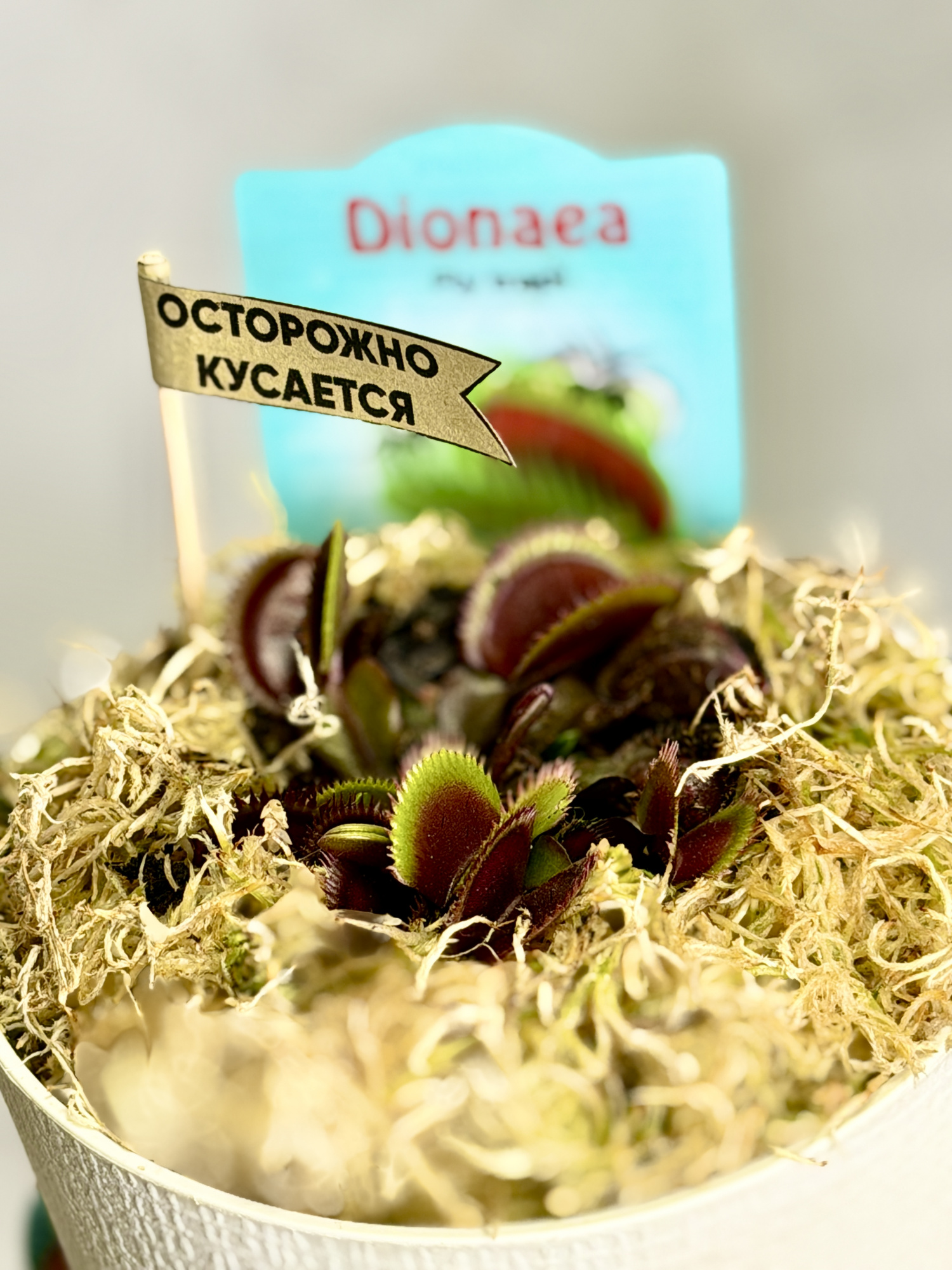 Венерина Мухоловка Красный Дракон (Dionaea Muscipula Red Dragon) D12см