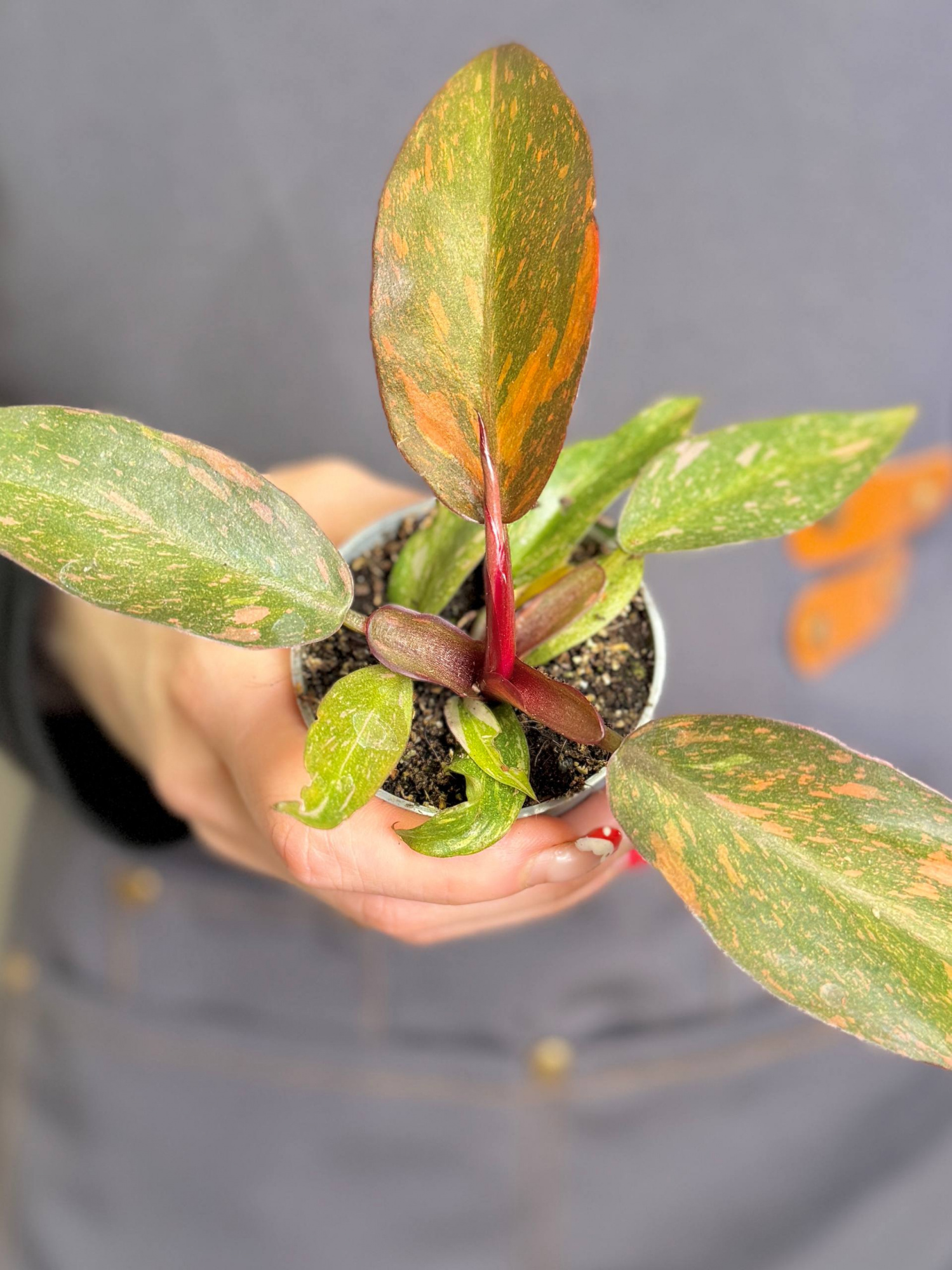 Филодендрон Оранжевая Принцесса (Philodendron Orange Princess) D6см
