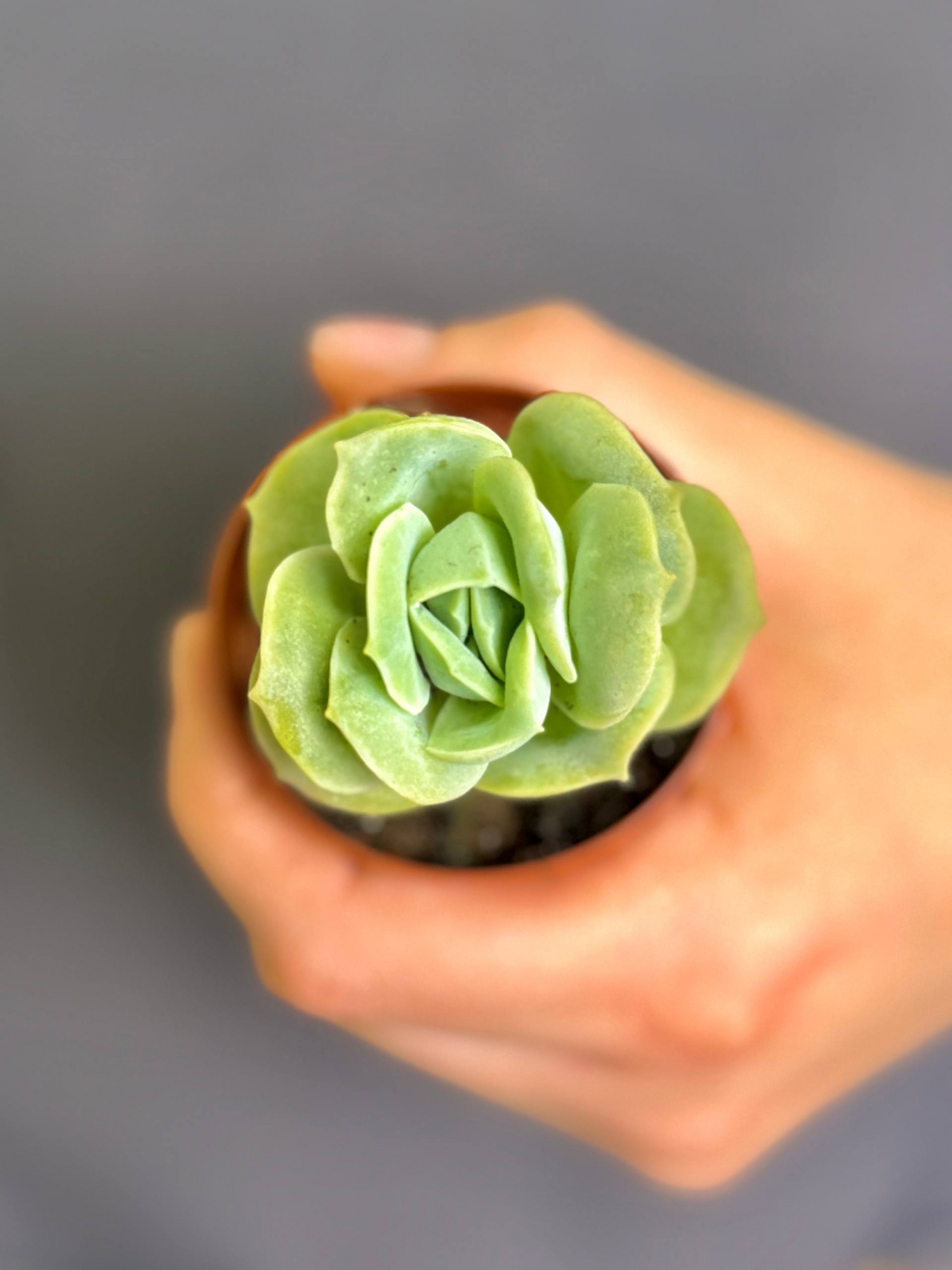 Граптоверия Лавли Роуз (Graptoveria Lovely Rose) D5см
