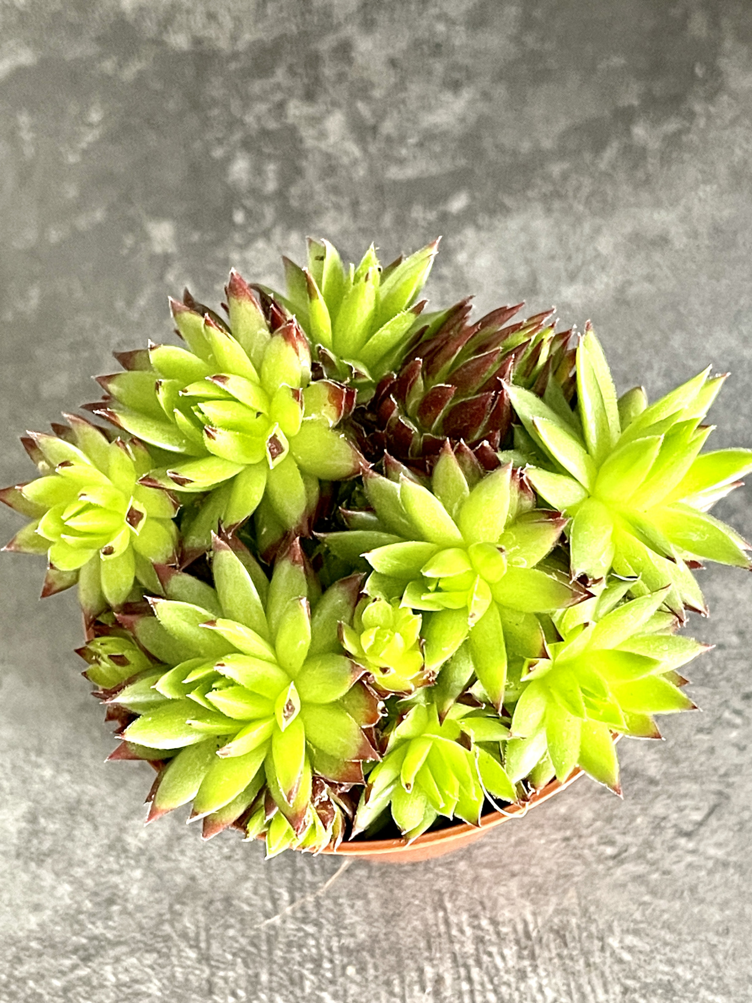 Молодило Кровельное (Sempervivum Tectorum) D5см