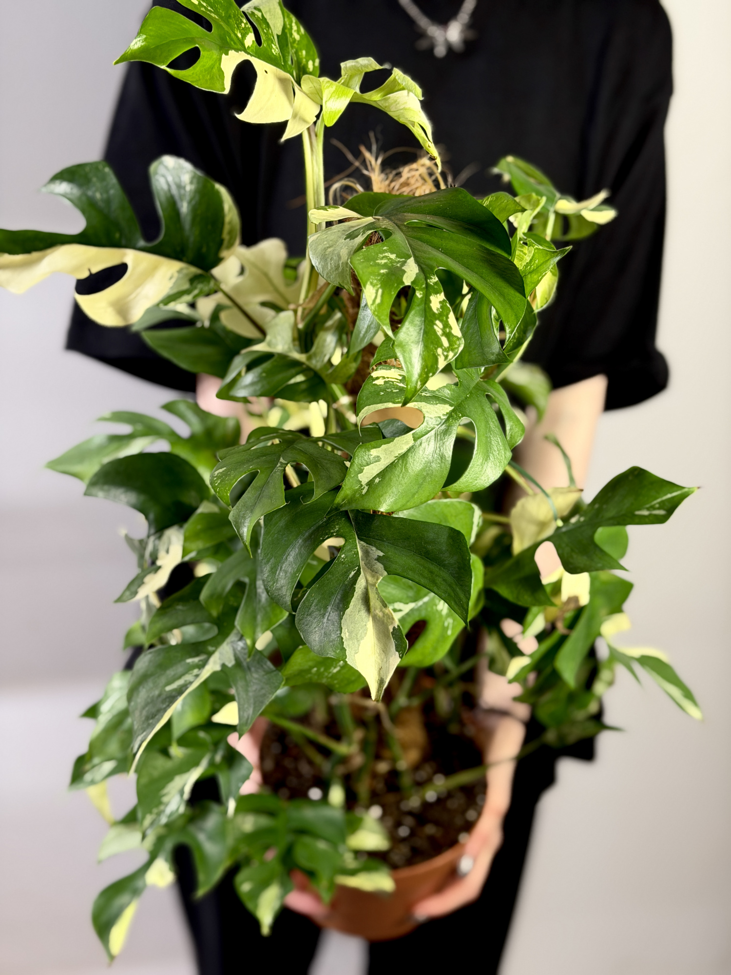 Монстера Рафидофора Тетрасперма Вариегатная (Rhaphidophora Tetrasperma Variegata) D17см