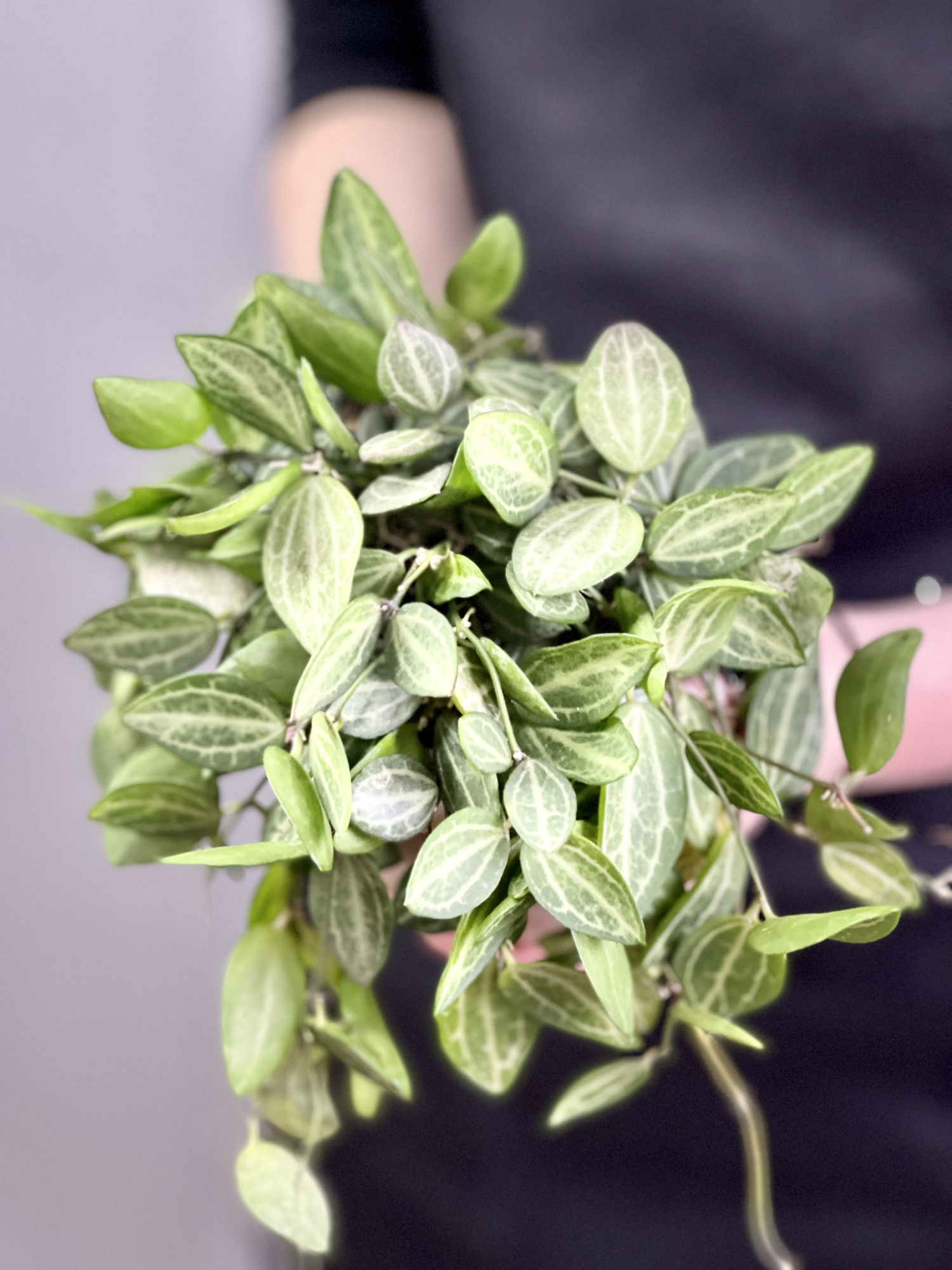 Дисхидия Мелон (Dischidia Ovata Watermelon) D10см