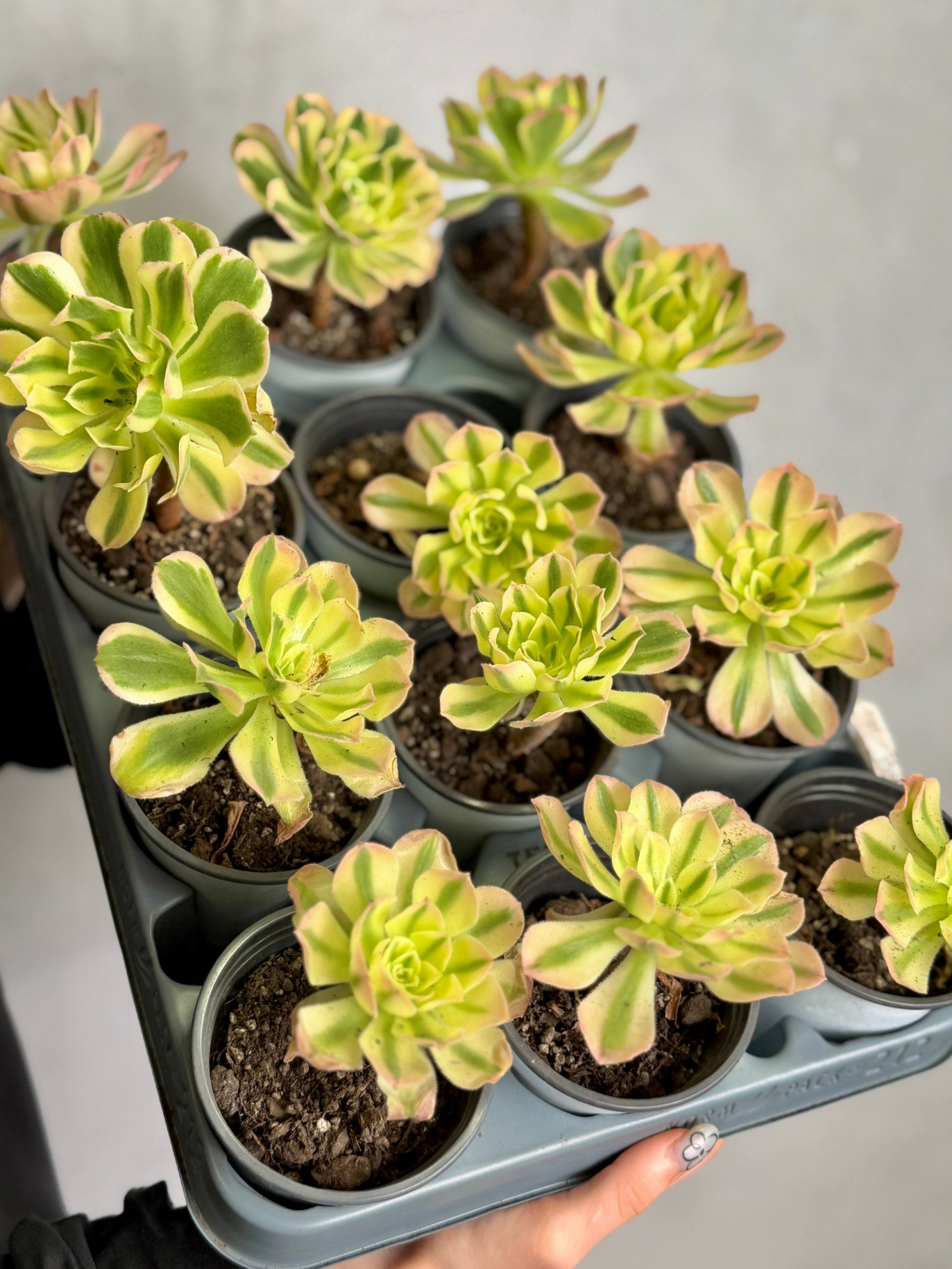 Эониум Майбах Вариегатный (Aeonium Maybach Variegated) D9см
