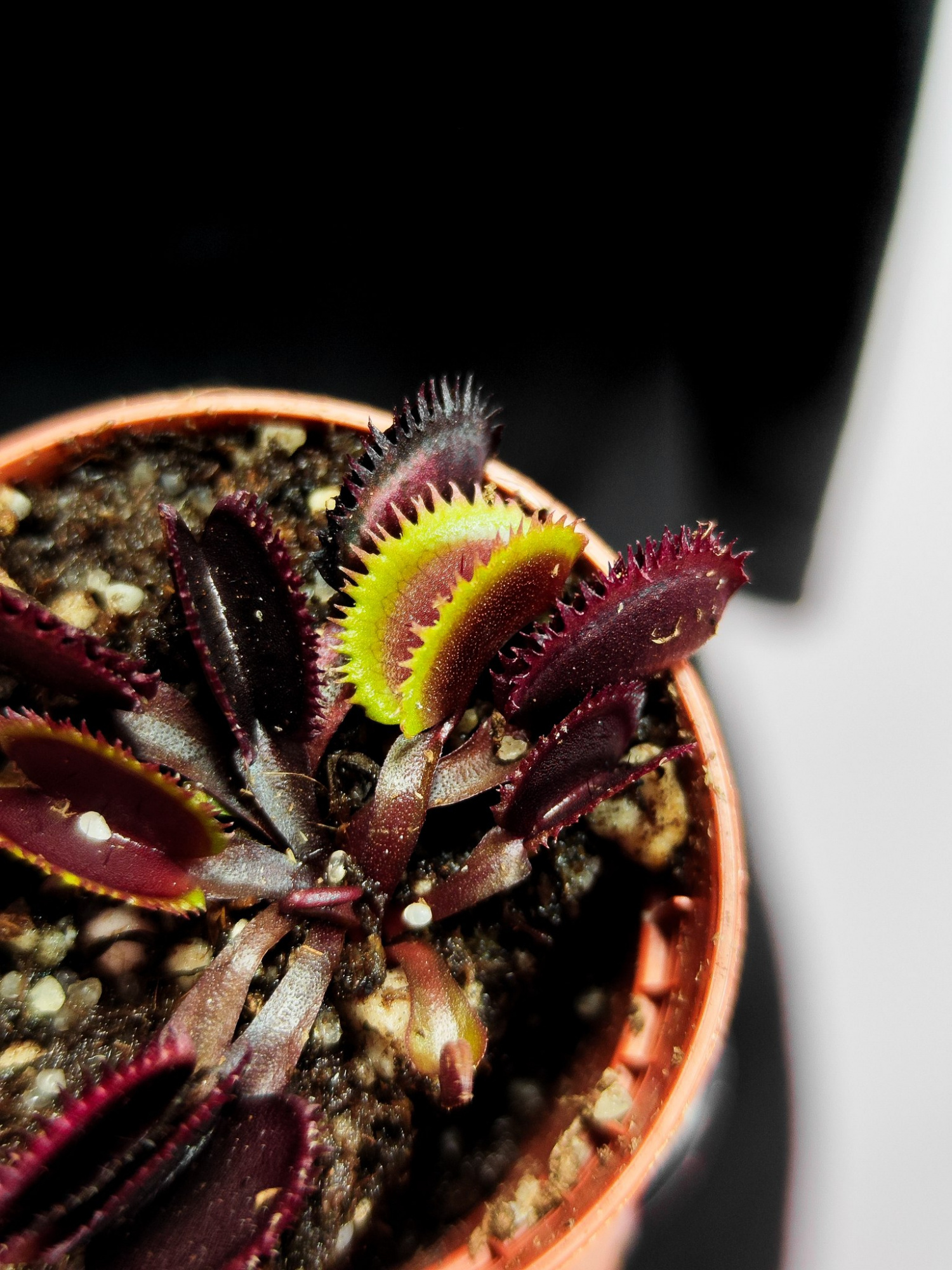 Венерина Мухоловка Боемский Гранат (Dionaea Muscipula Bohemian Garnet) D5см