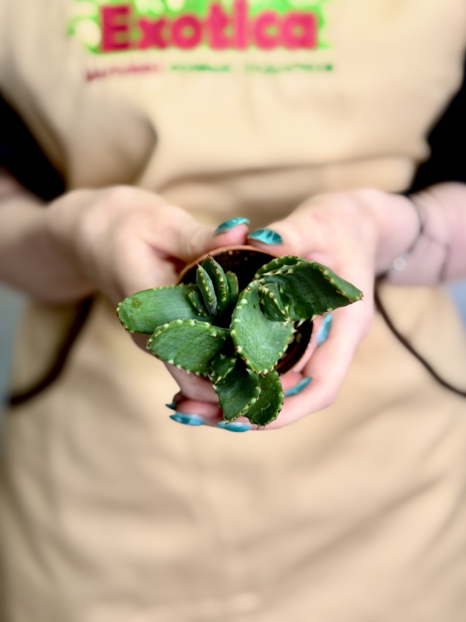 Алоэ Рейтзи, или Алоэ Рейтса (Aloe Reitzii) D5см