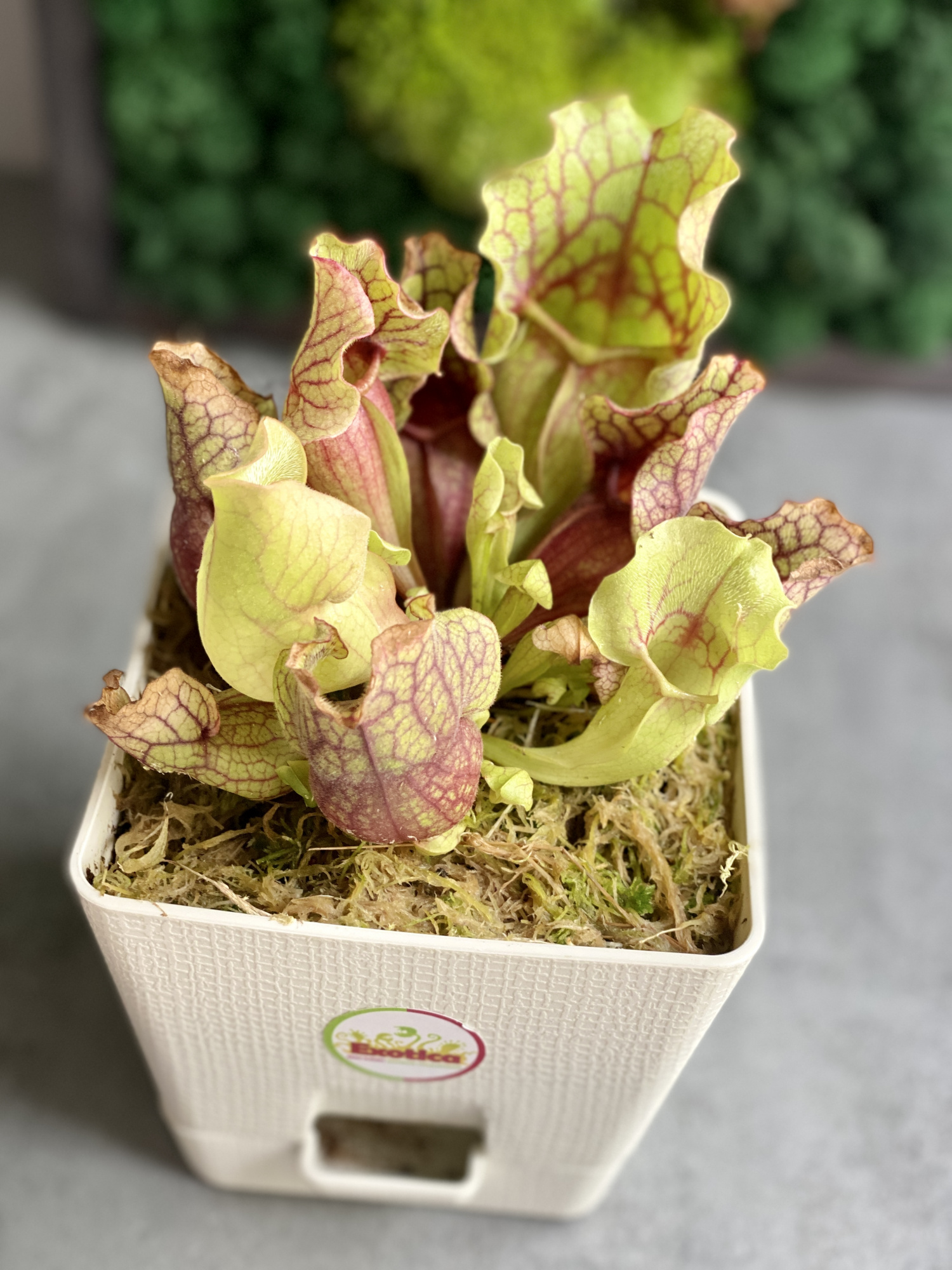 Саррацения Монтана (Sarracenia Montana) пересаженная D12см
