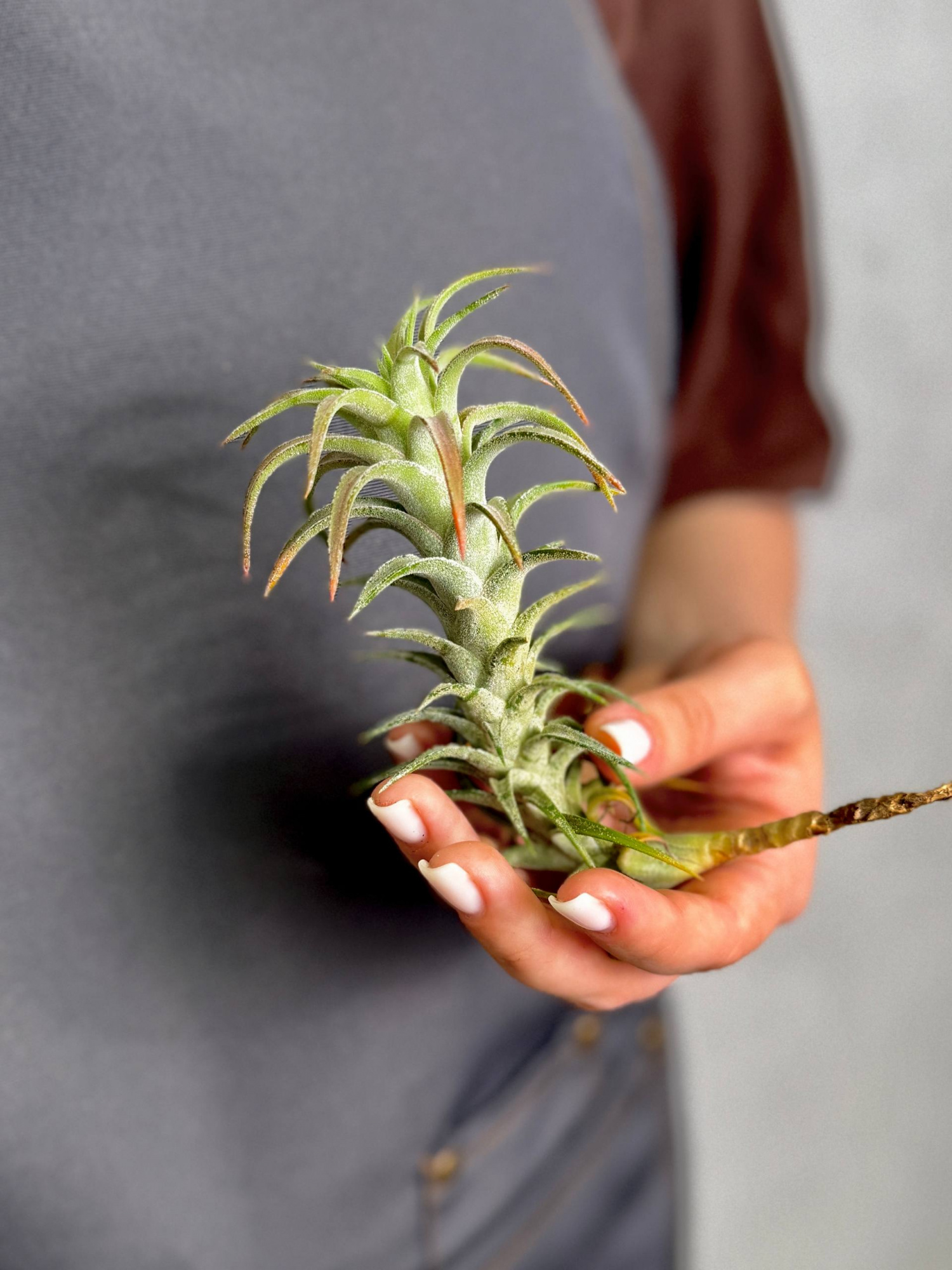 Тилландсия Ионанта Хайнинги (Tillandsia Ionantha var. Vanhyningii)