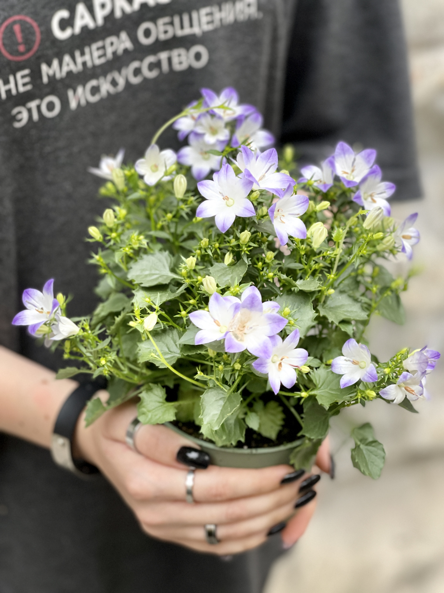 Кампанула Берлин Биколор (Campanula Iso Berlin Bicolor) D11см