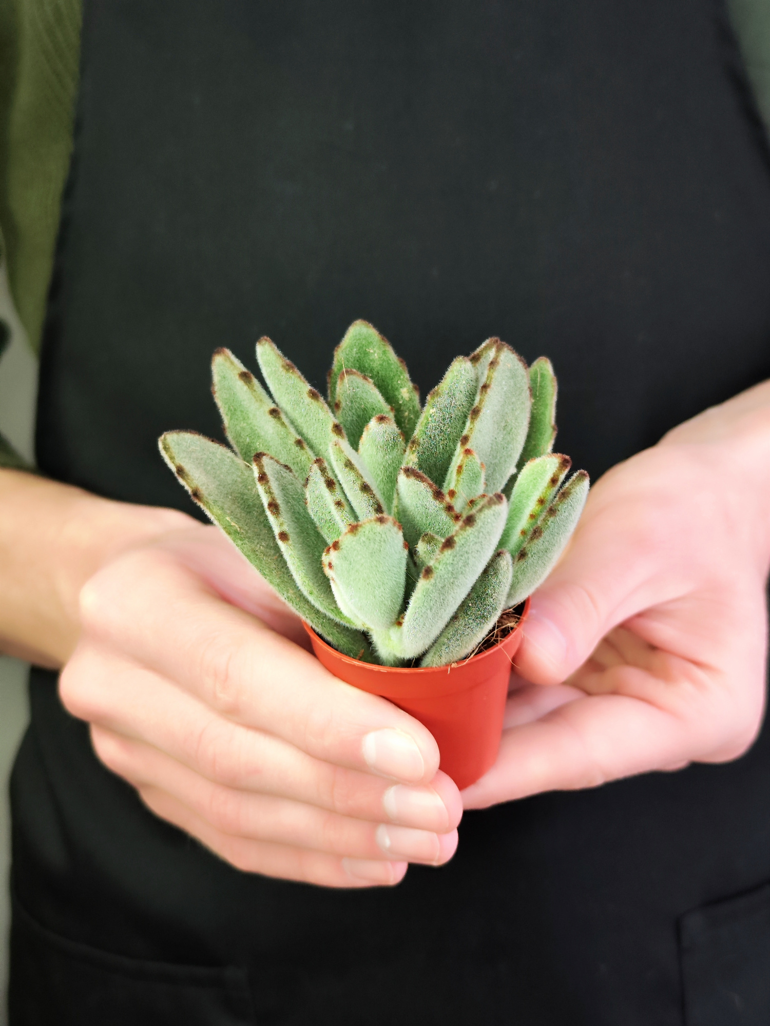 Каланхоэ Томентоза Лайт, или Войлочное (Kalanchoe Tomentosa Light) D5см