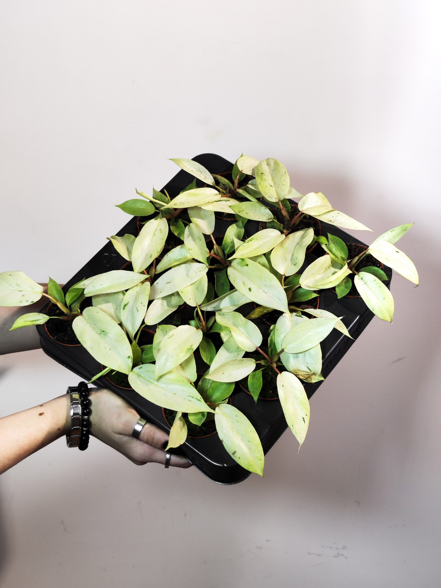 Филодендрон Сноудрифт (Philodendron Snowdrift) D6см