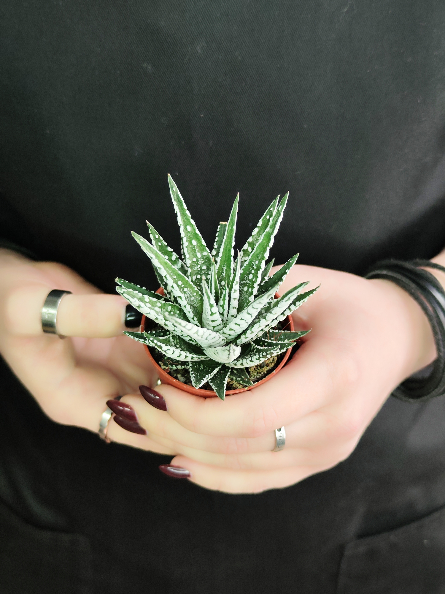 Хавортия Полосатая Альба (Haworthia Fasciata Alba) D5см