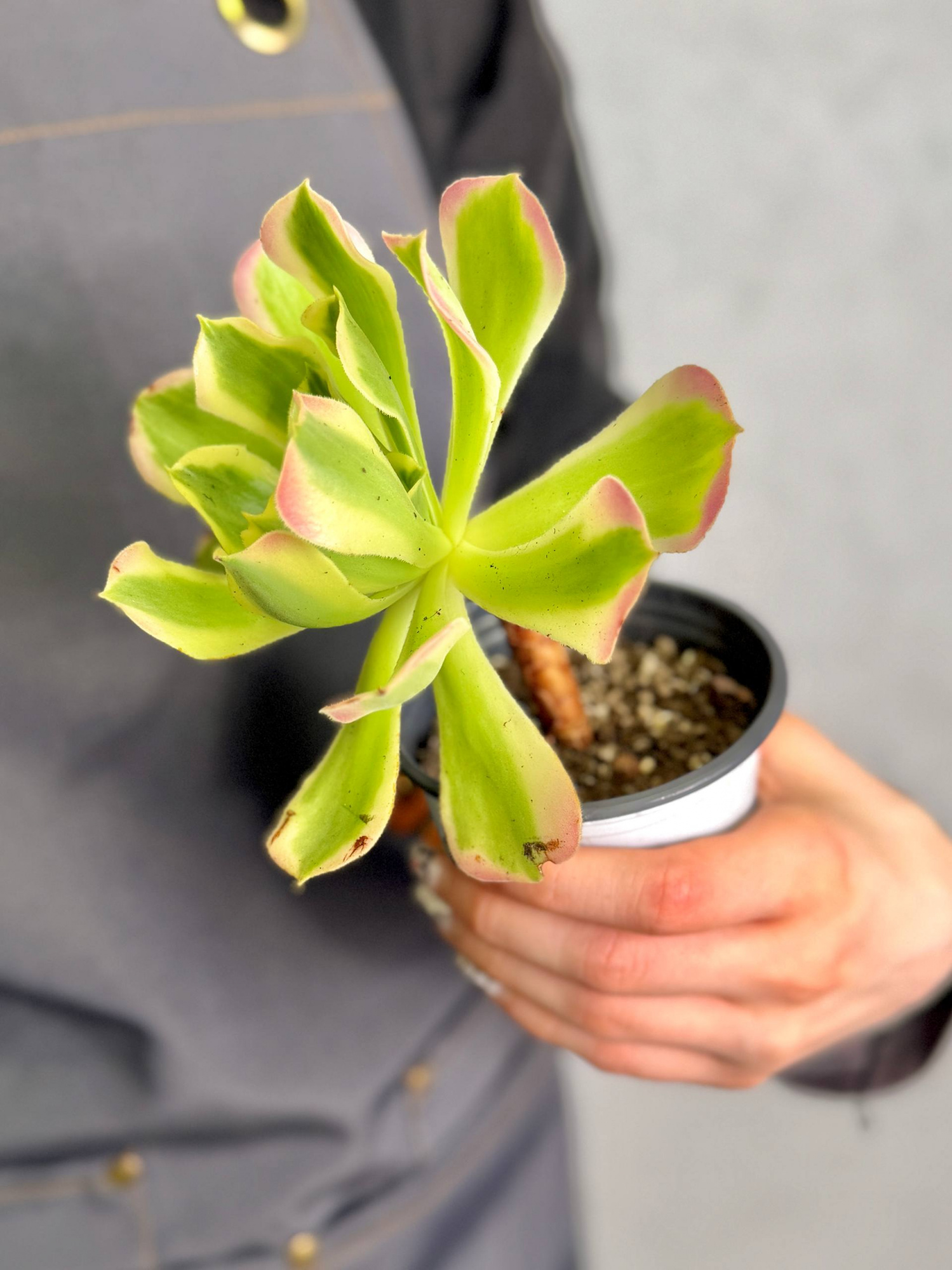 Эониум Синья Вариегатный (Aeonium Sinya Variegated) D9см