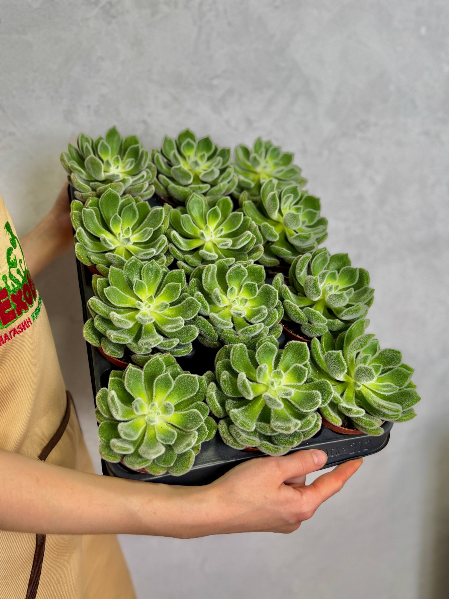 Эхеверия Сетоза Щетинистая (Echeveria Setosa) D8,5см
