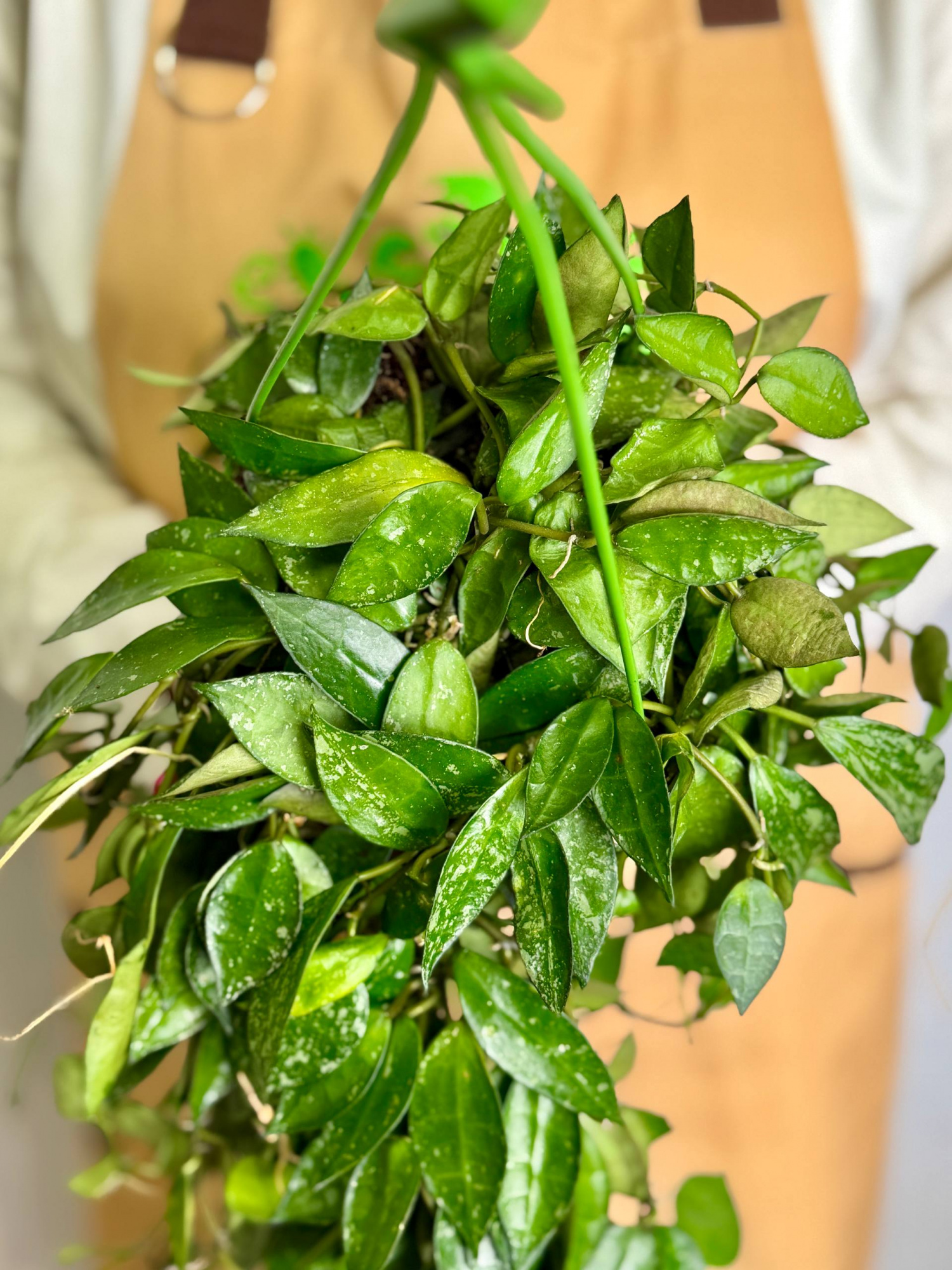 Хойя Паразитика Блэк Маржин (Hoya Parasitica Black Margin) D14см
