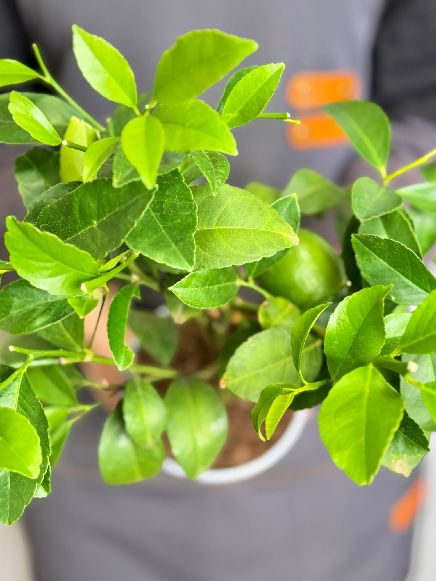 Лимонное Дерево (Citrus lemon on stem) D12см