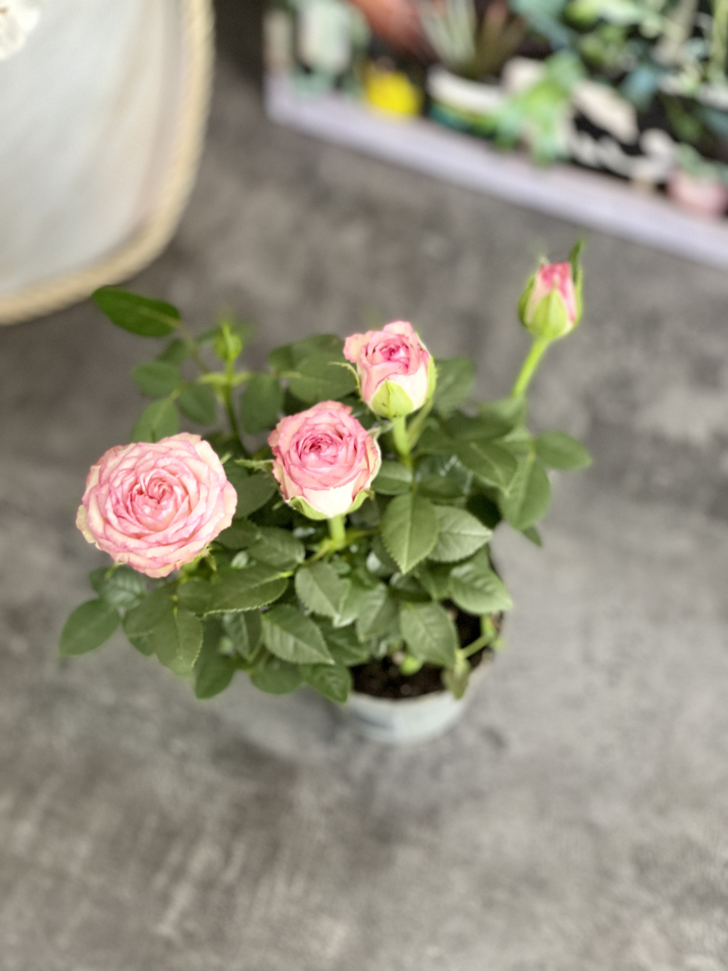Роза Даника комнатная светло - розовая (Rosa Danica "Light Pink") D6см
