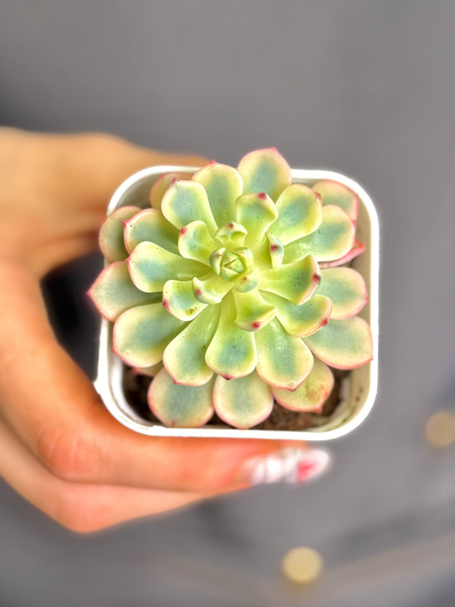 Эхеверия Блю Эппл Вариегатная (Echeveria Blue Apple Variegated) D5см