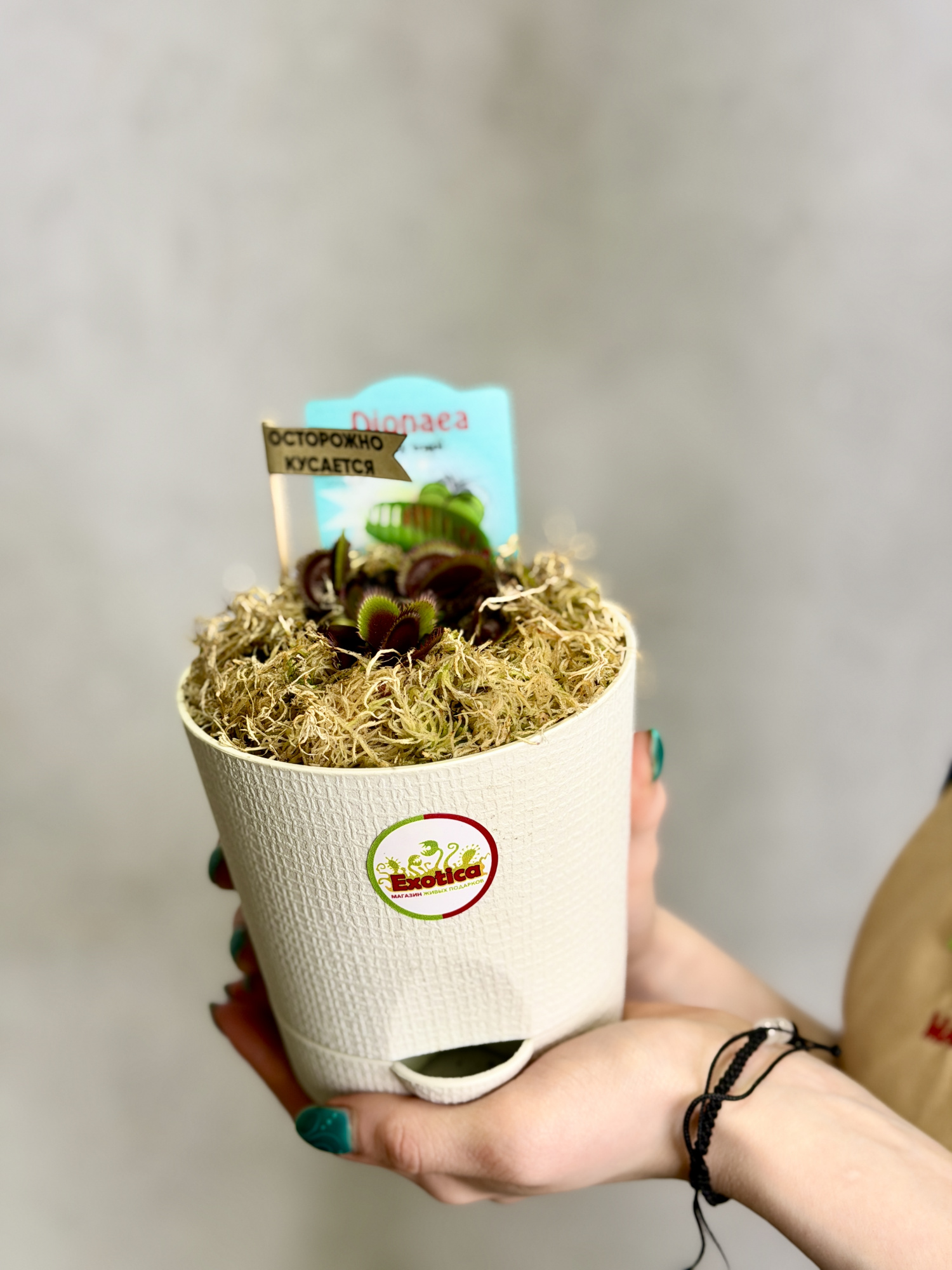 Венерина Мухоловка Красный Дракон (Dionaea Muscipula Red Dragon) D12см